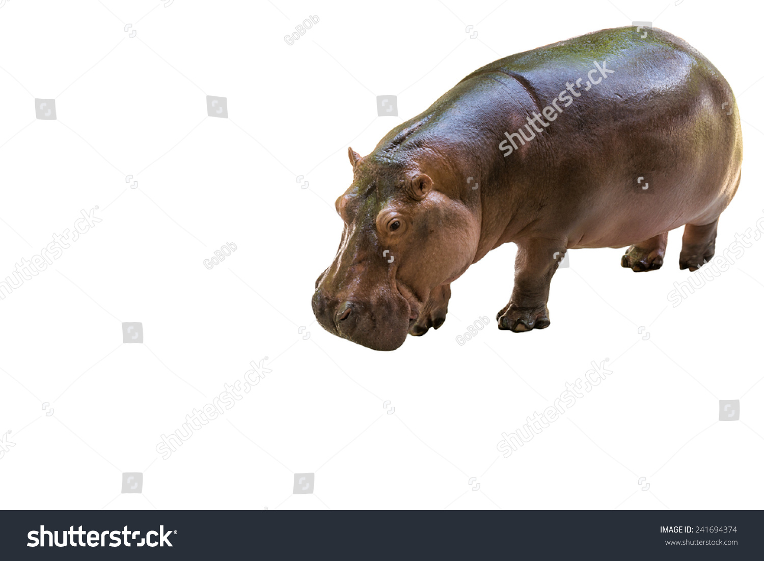 Standing African Hippo Potamus Isolated Stock Photo Edit Now