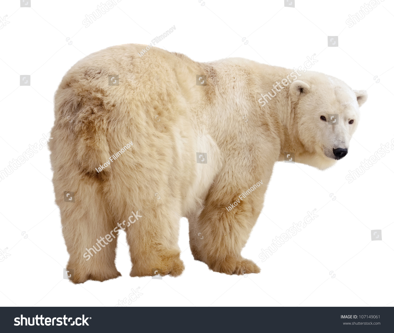 Standing Polar Bear Isolated Over White Stock Photo 107149061 ...