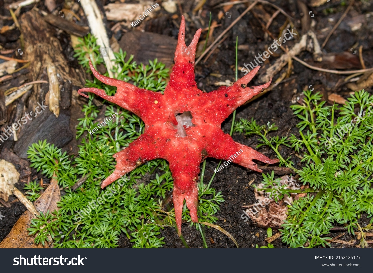 Star Stinkhorn Fungi Aseroe Rubra Stock Photo 2158185177 | Shutterstock