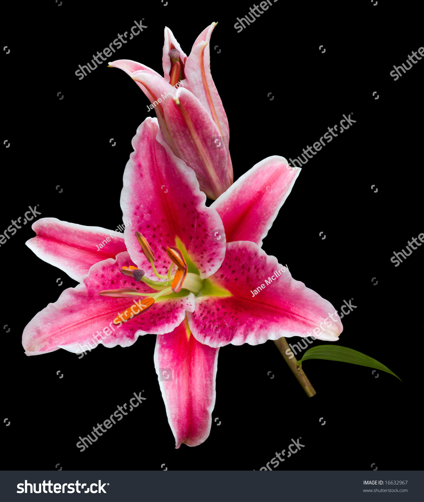 Stargazer Lily Spray Open Flower Bud の写真素材 今すぐ編集