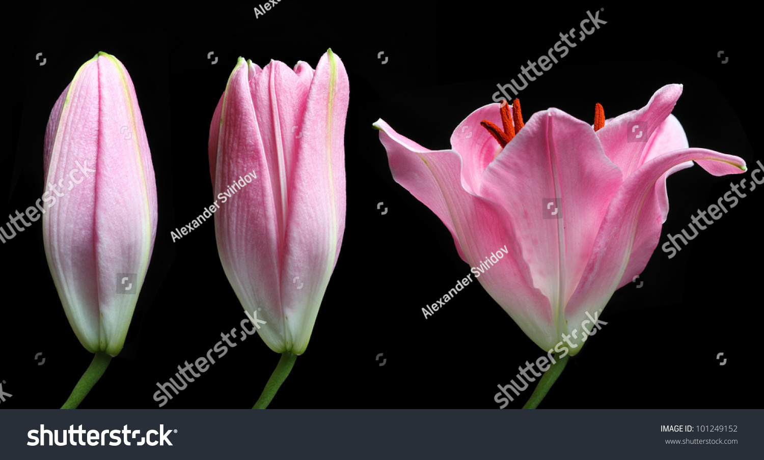 Our Time Lapse Photo Sequence Tulips Go >> Stargazer Lily Time Lapse Isolated On Stock Photo Edit Now Our Time Lapse Photo Sequence Tulips Go >> Stargazer Lily Time Lapse Isolated On Stock Photo Edit Now