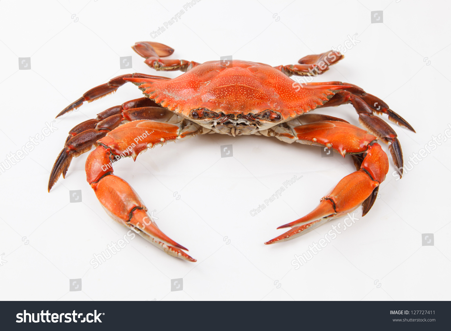 Steamed Blue Crabs One Symbols Maryland Stock Photo 127727411 ...