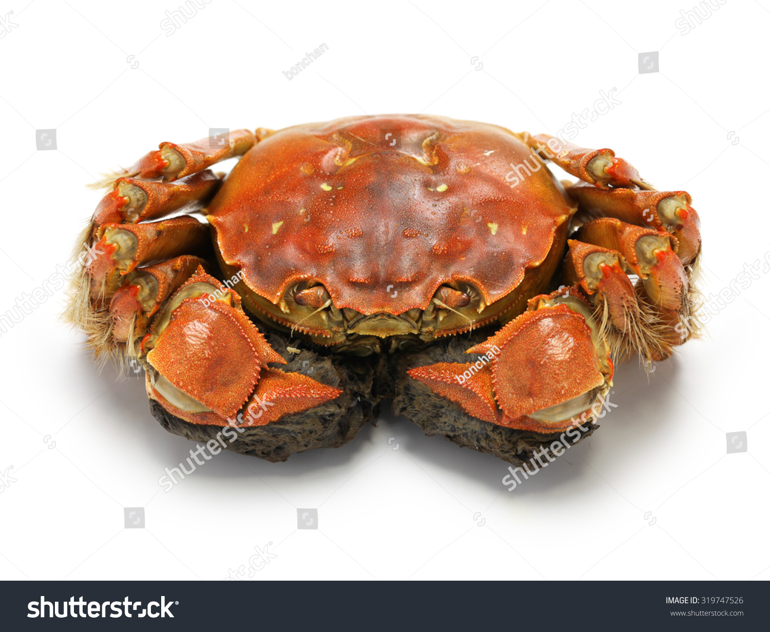 Steamed Chinese Mitten Crab, Shanghai Hairy Crab Stock Photo 319747526 ...