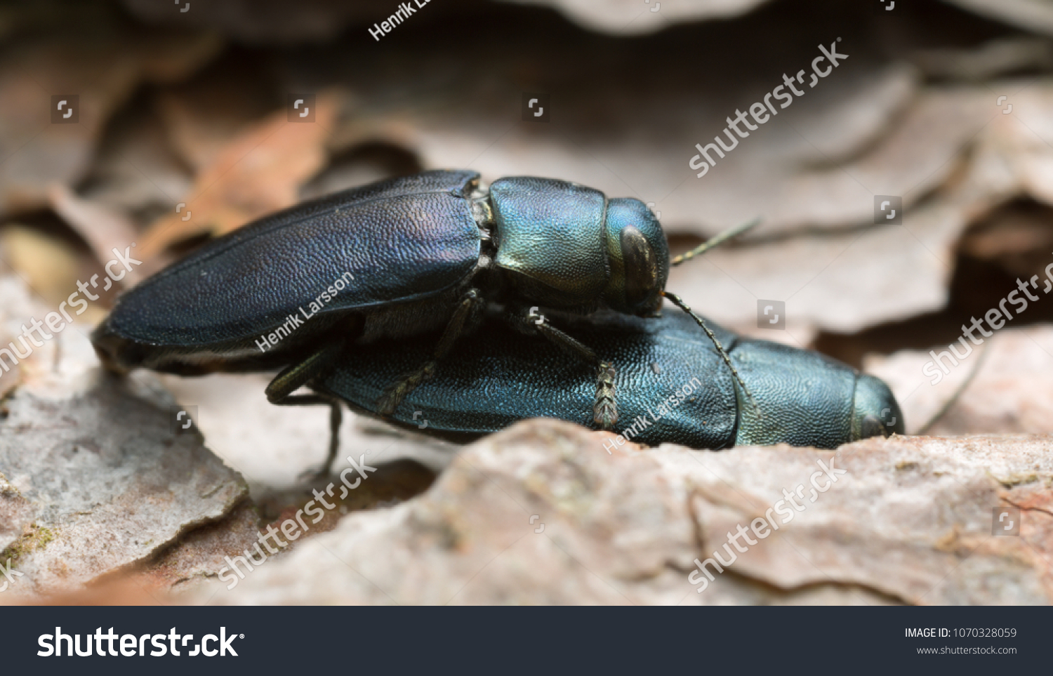 23 Phaenops 图片 库存照片和矢量图 Shutterstock