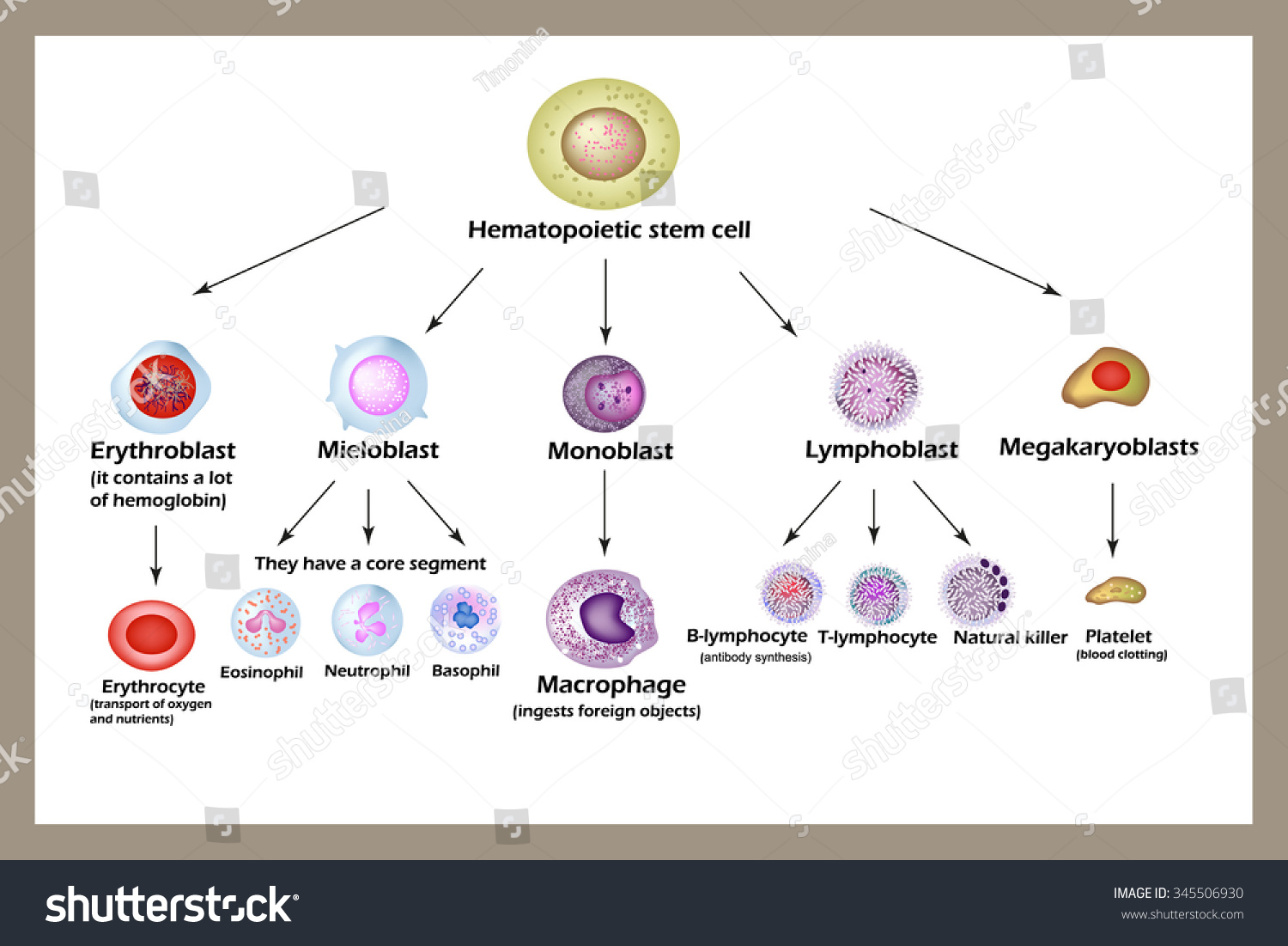 Stem Cell Development Red Blood Cells Stock Illustration 345506930 ...