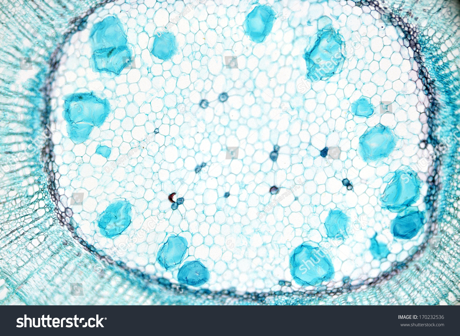 Stem Of Dicotyledon, Cross Section - Microscopic View Stock Photo ...