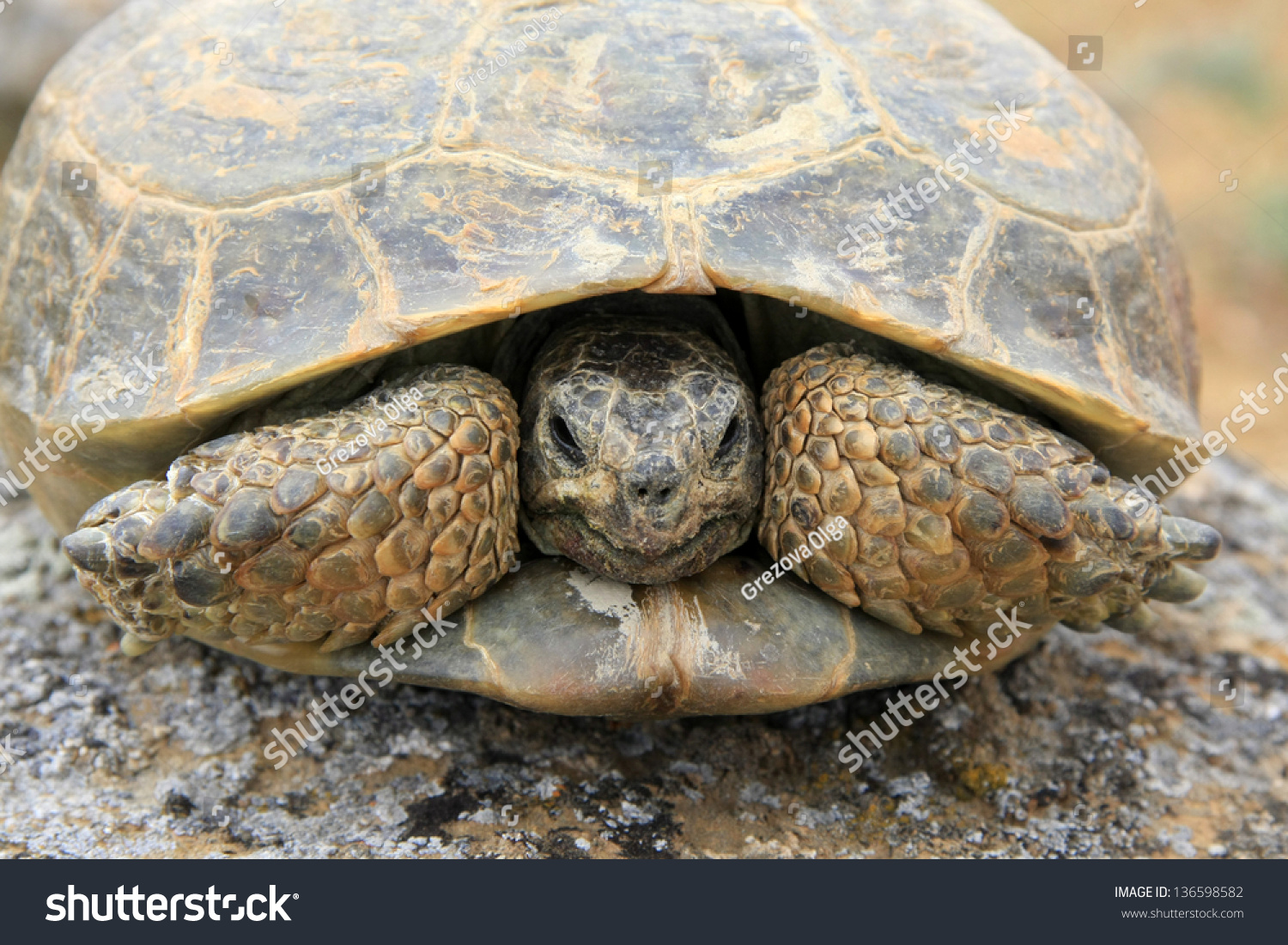 Steppe Tortoise (Testudo (Agrionemys) Horsfieldii) In Its Natural ...