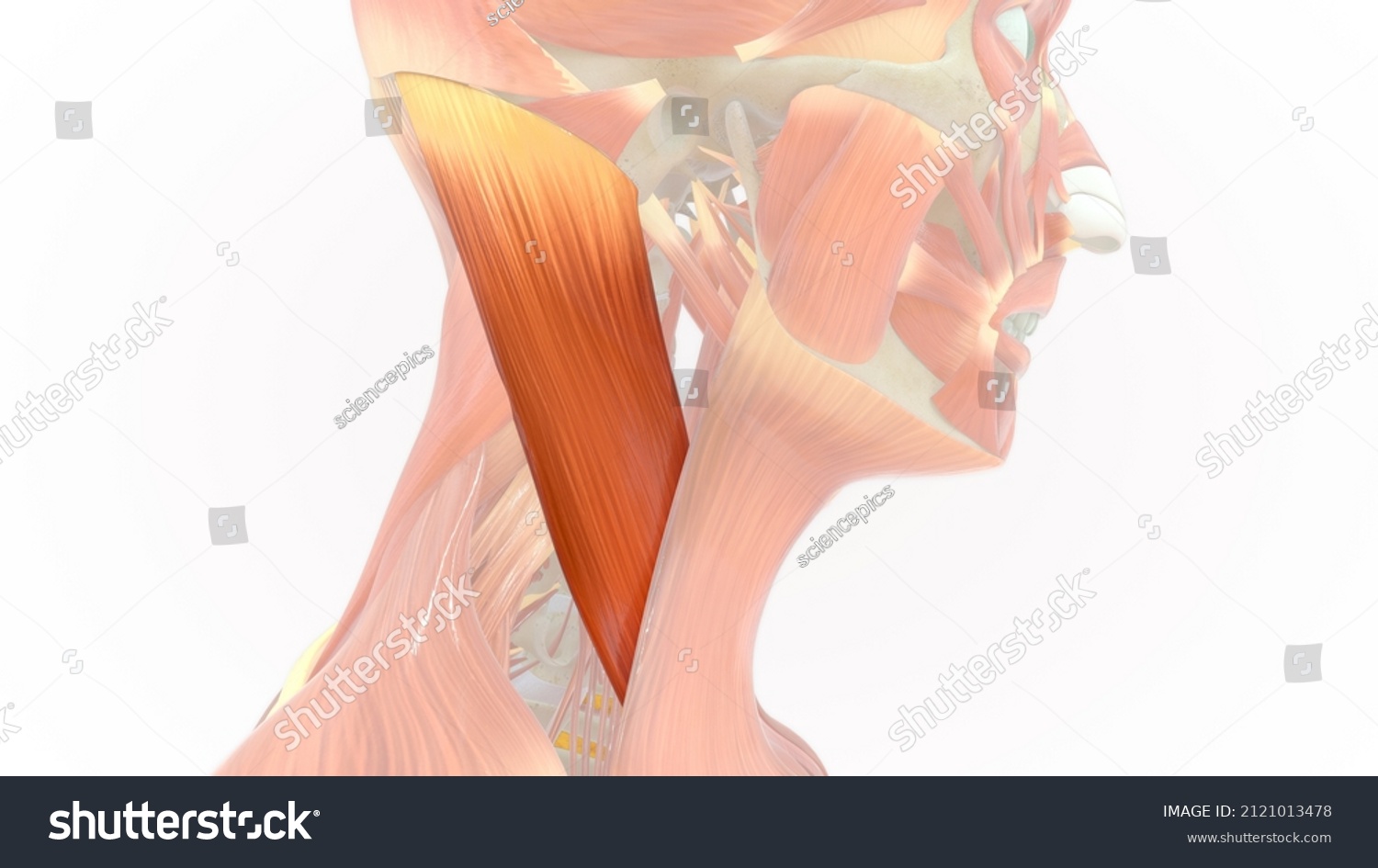 Sternocleidomastoid Muscle Anatomy 3d Illustration Stock Illustration 2121013478 Shutterstock 2252
