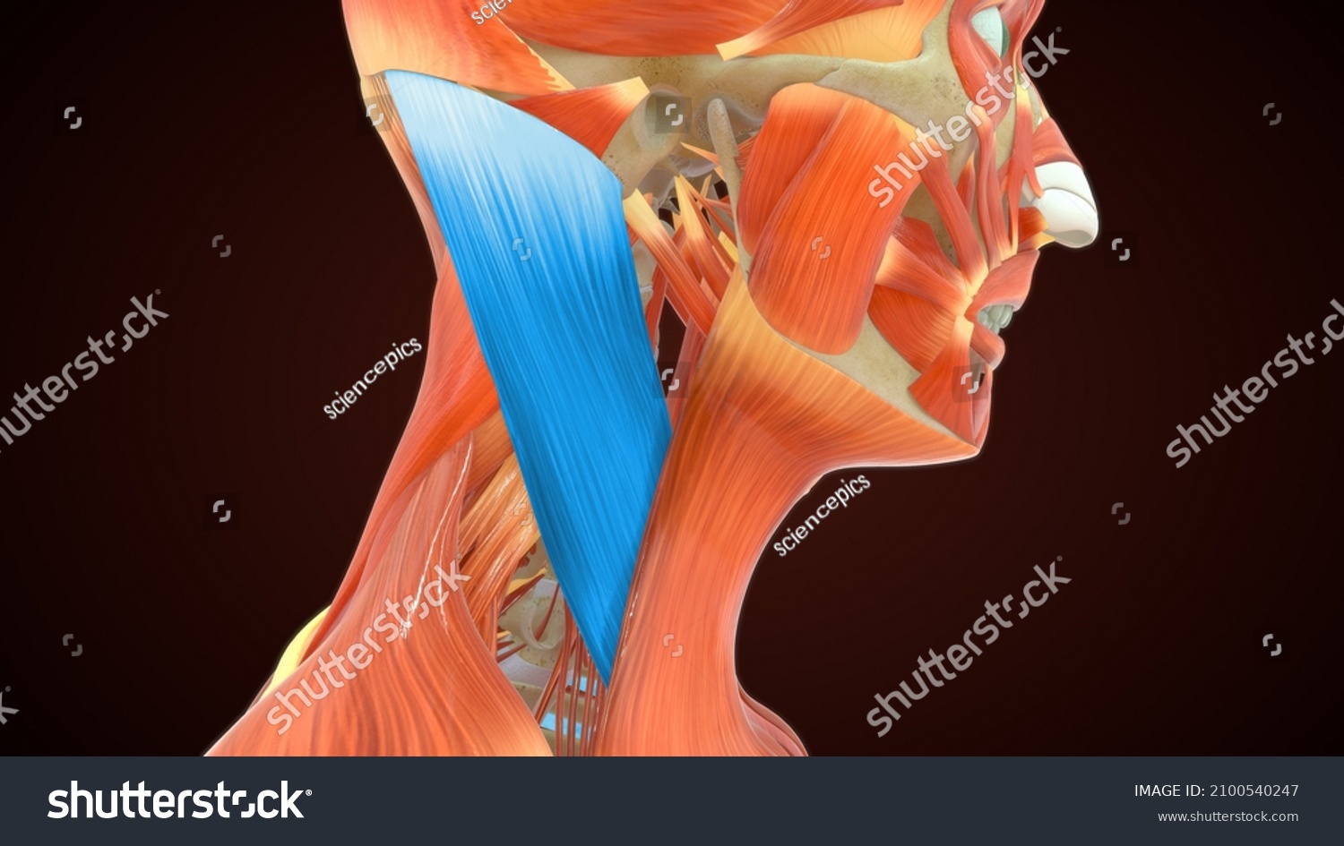 Sternocleidomastoid Muscles Anatomy 3d Illustration Stock Illustration 2100540247 7304