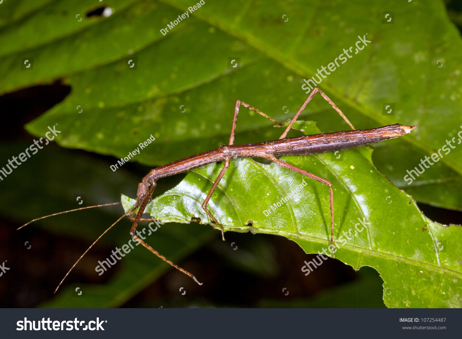 Stick Insect On A Leaf In The Rainforest Understory, Ecuador Stock ...