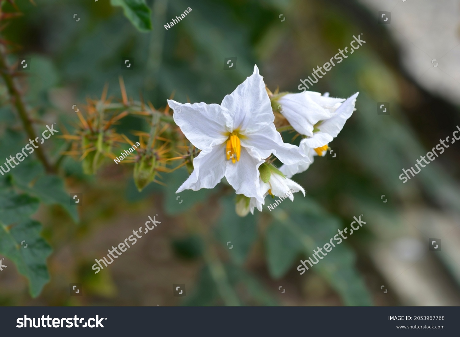 sticky-nightshade-flowers-latin-name-solanum-stock-photo-2053967768