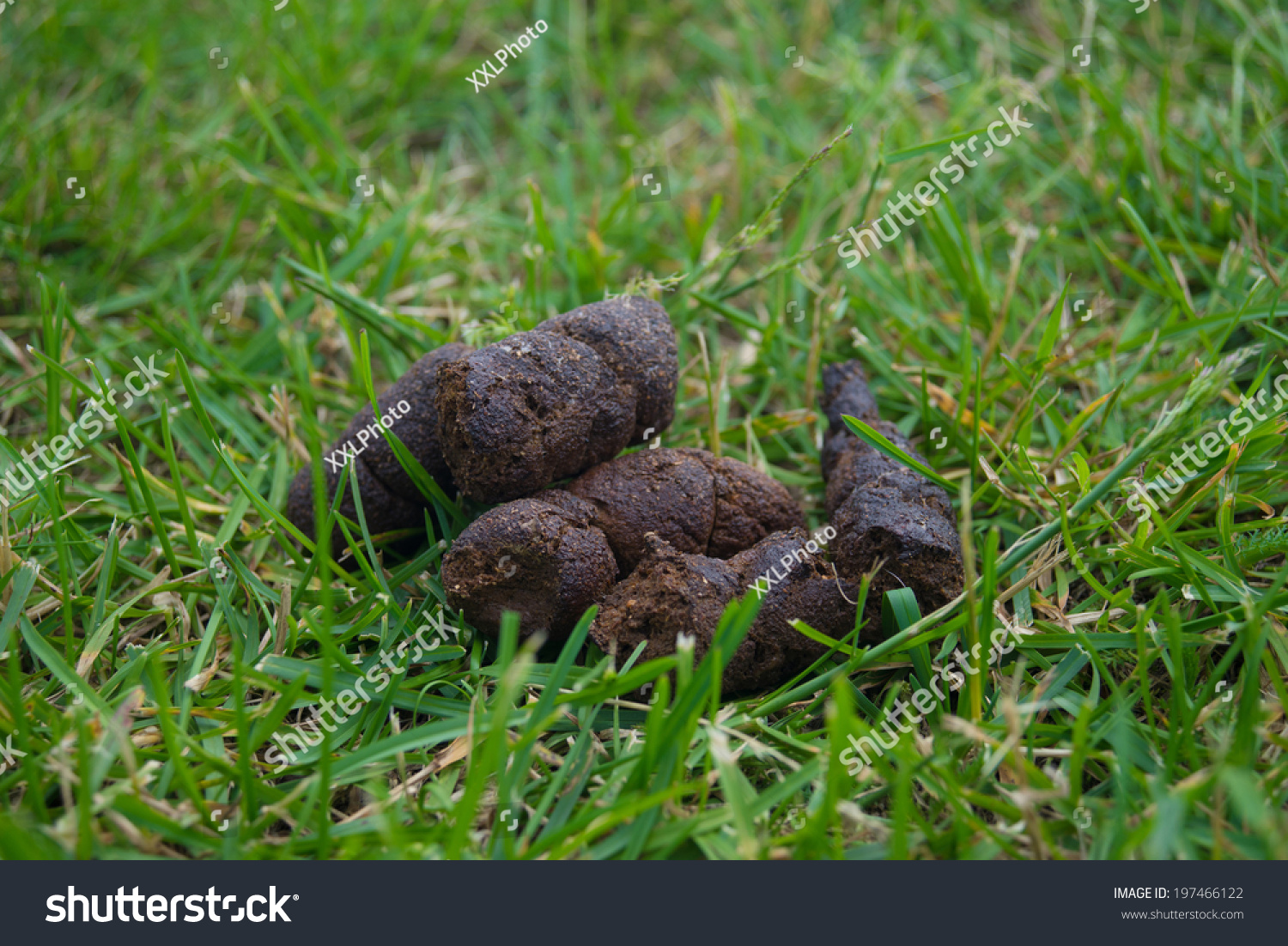 stock-photo-stinking-dog-turd-on-the-green-in-the-sun-197466122.jpg