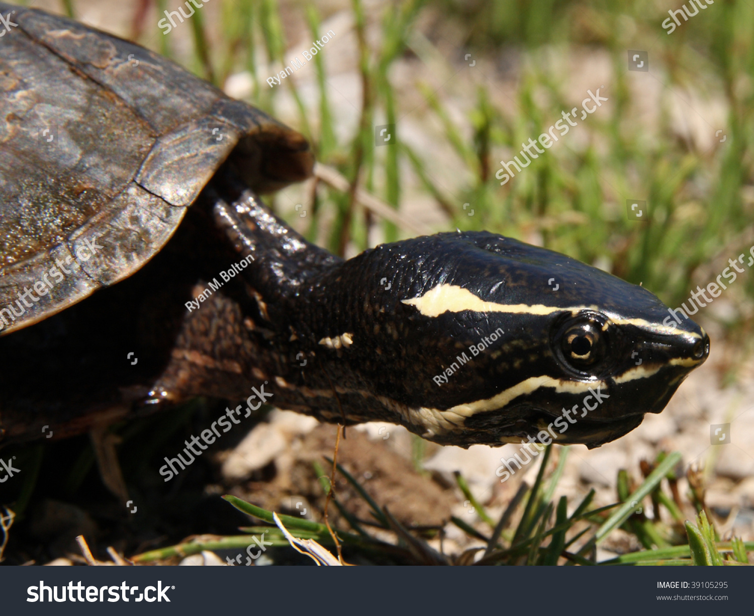 Stinkpot Turtle Aka Common Musk Turtle Stock Photo 39105295 - Shutterstock