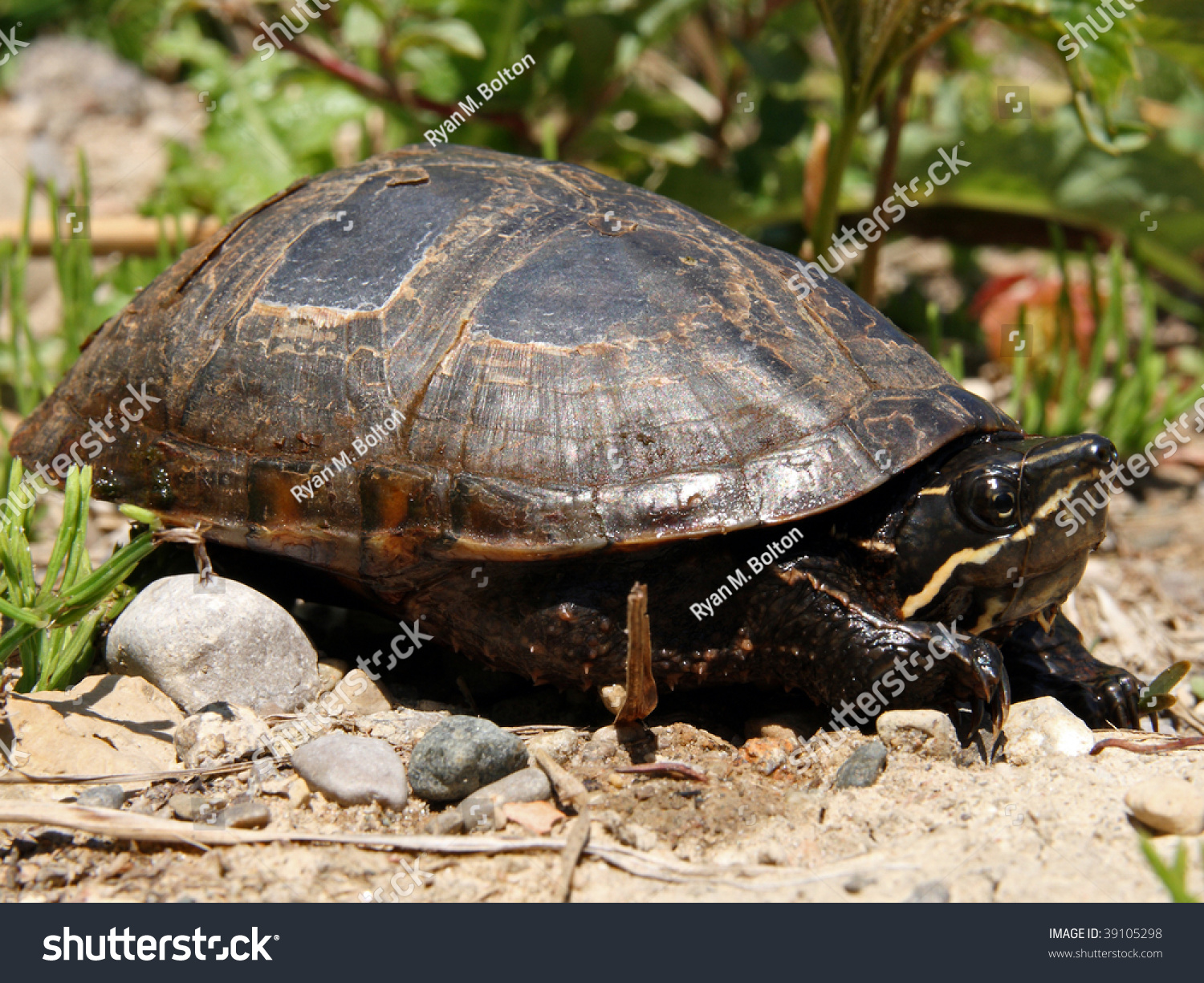 Stinkpot Turtle Aka Common Musk Turtle Stock Photo 39105298 - Shutterstock