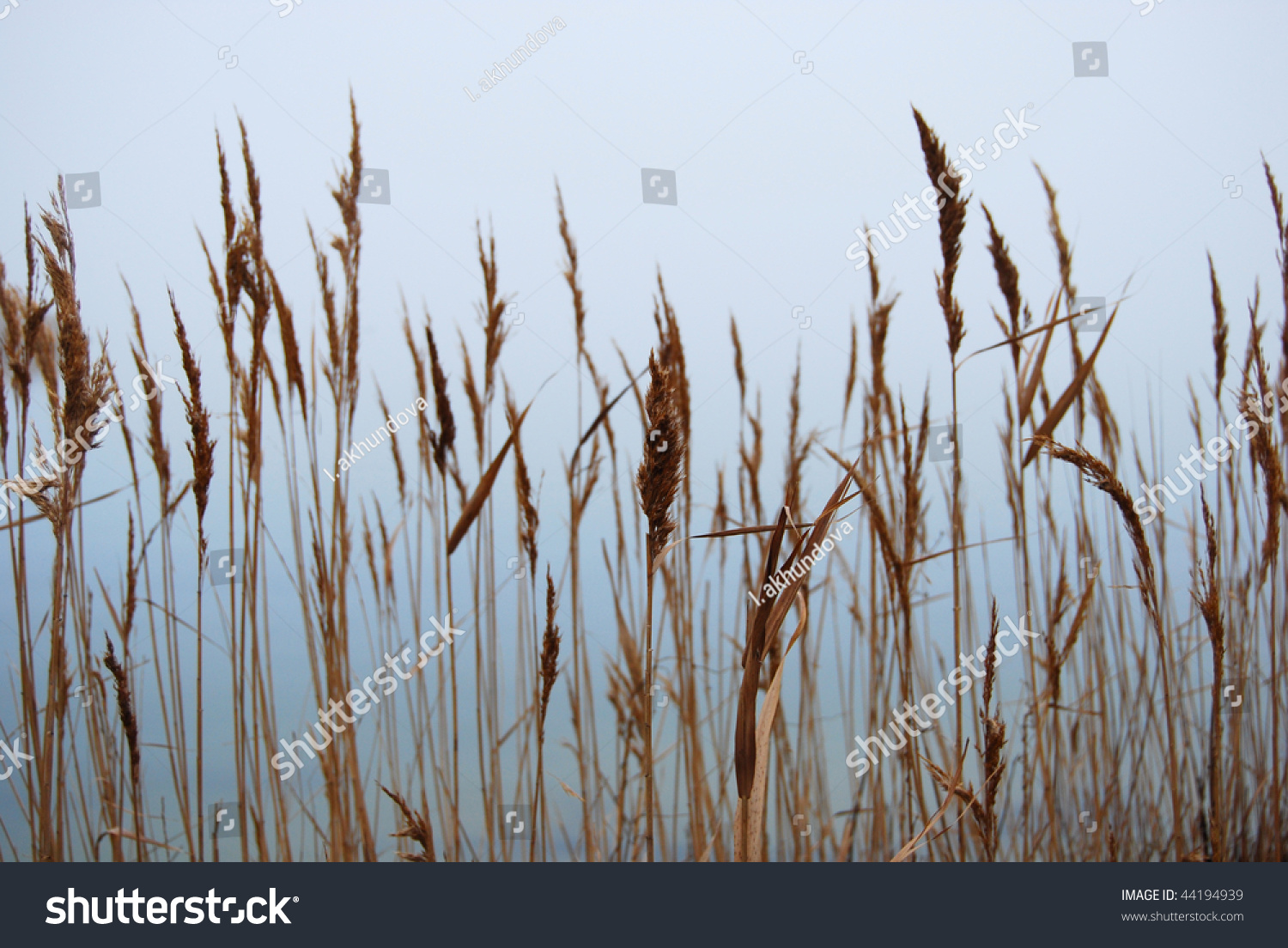 2 Cheegrass Images, Stock Photos & Vectors | Shutterstock