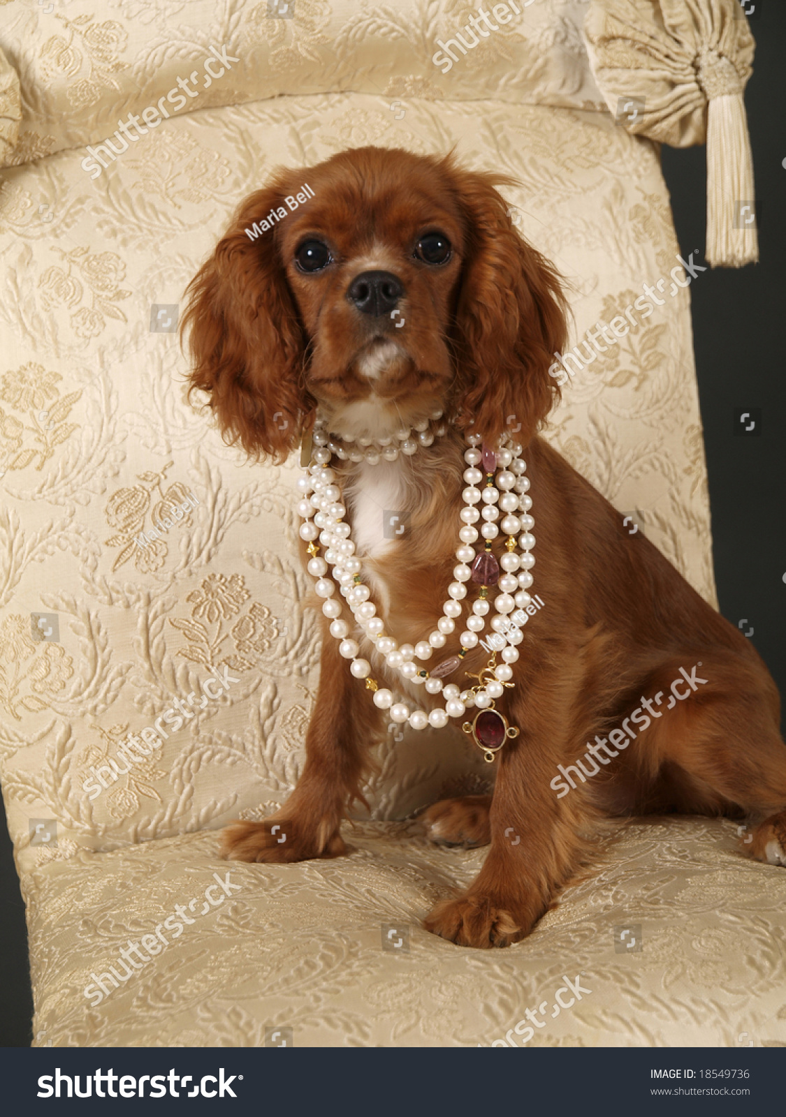 Stock Photo King Charles Cavalier Puppy Stock Photo (Edit Now) 18549736