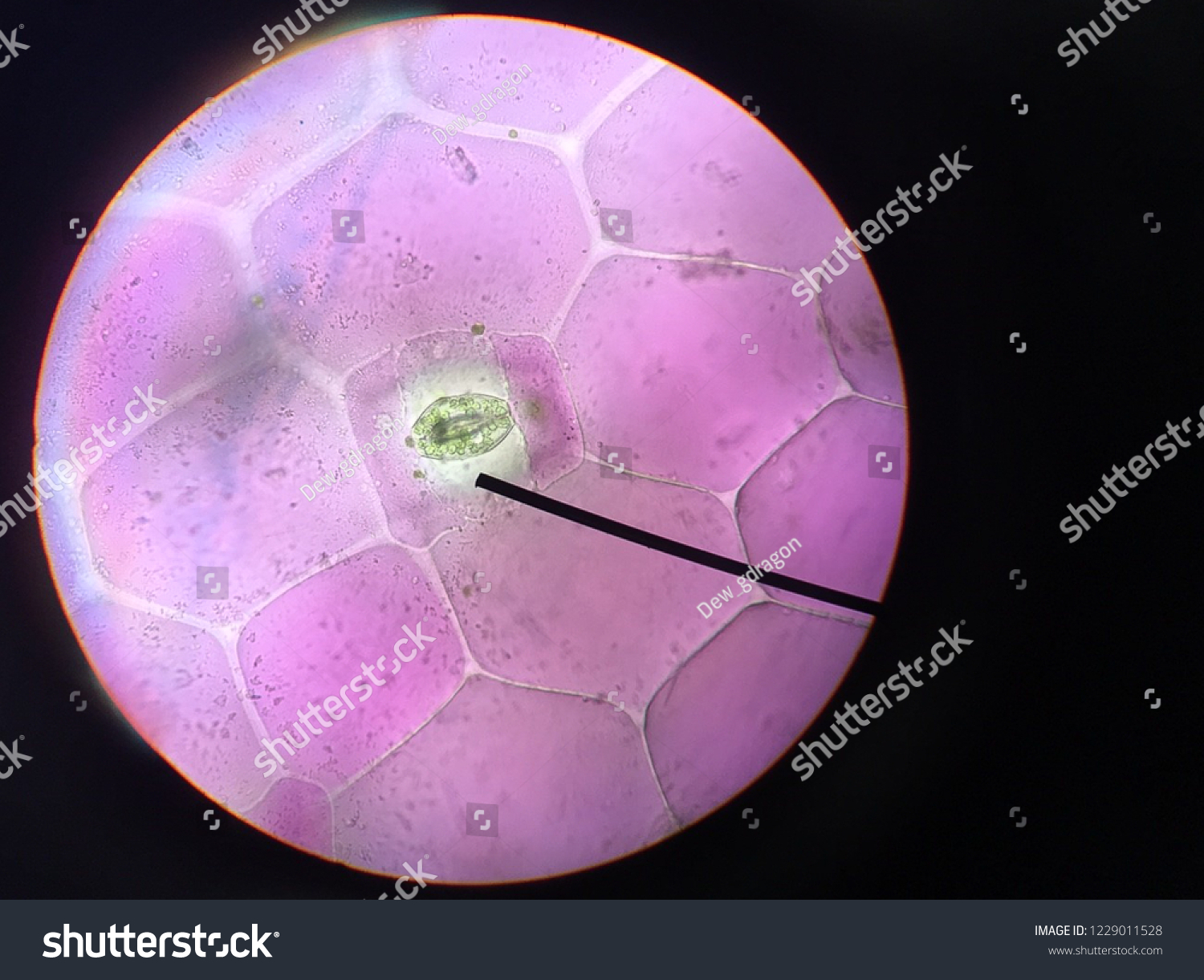 Stoma Under Microscopeleaf Under Microscopeorganproducing Oxygen Stock ...