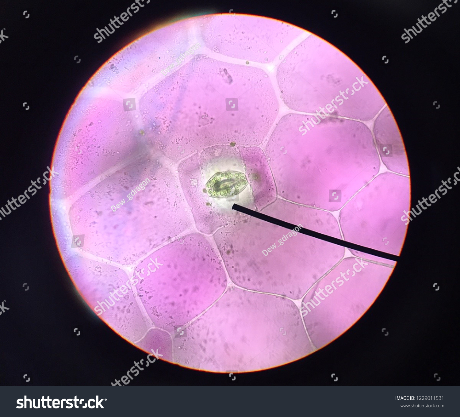 Stoma Under Microscopeleaf Under Microscopeorganproducing Oxygen Stock ...