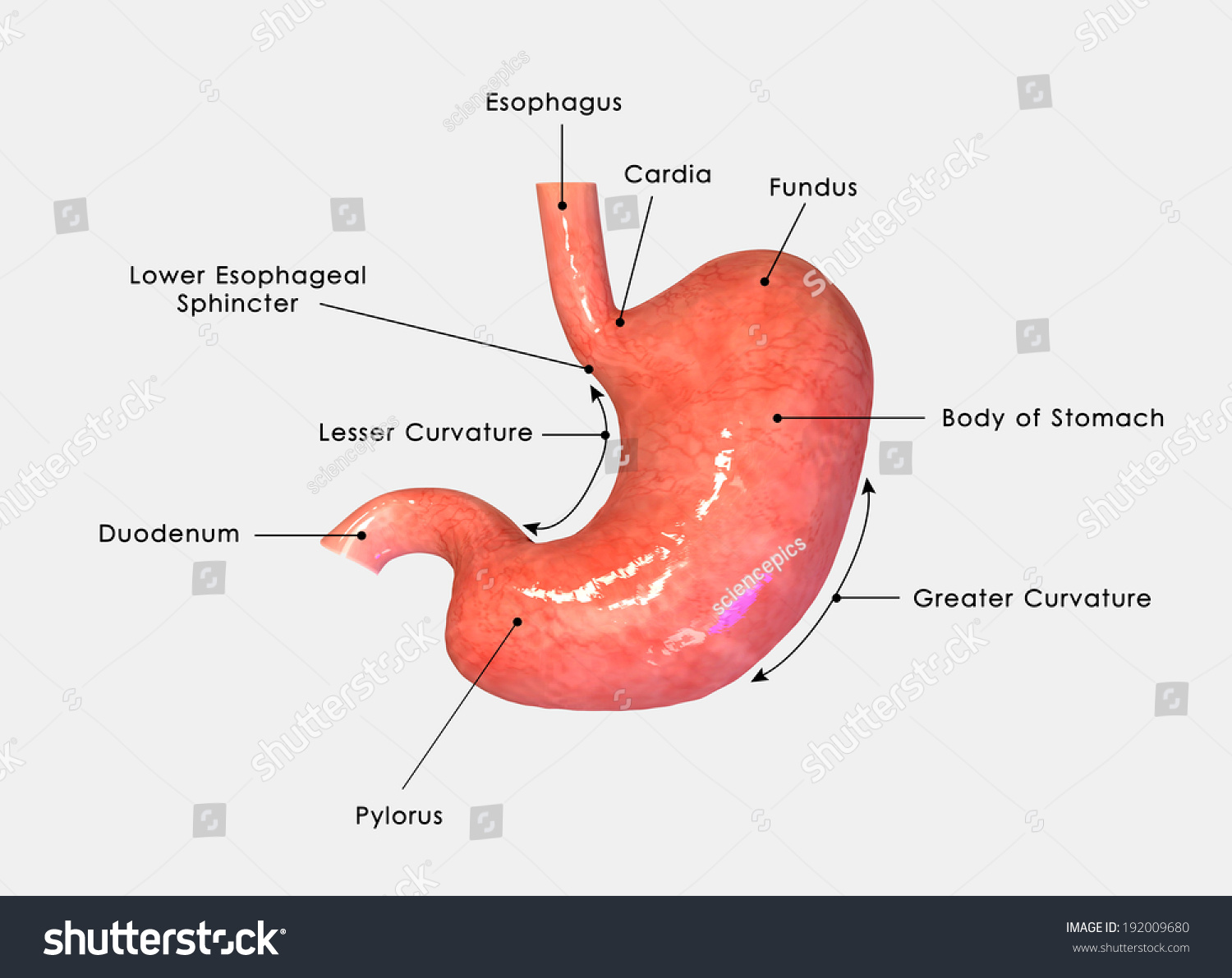 Stomach Stock Photo 192009680 : Shutterstock