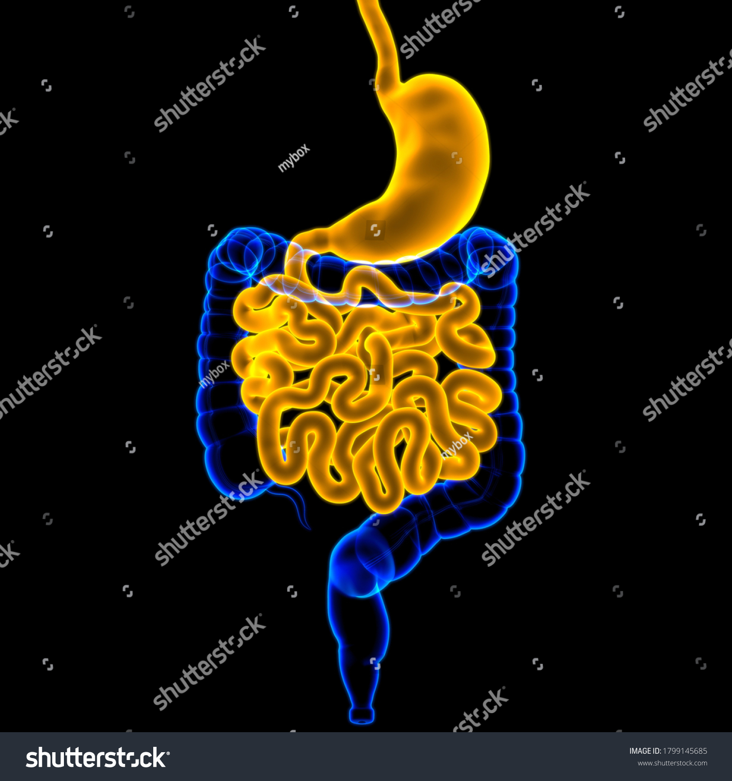 Stomach Anatomy Human Digestive System Medical Stock Illustration ...