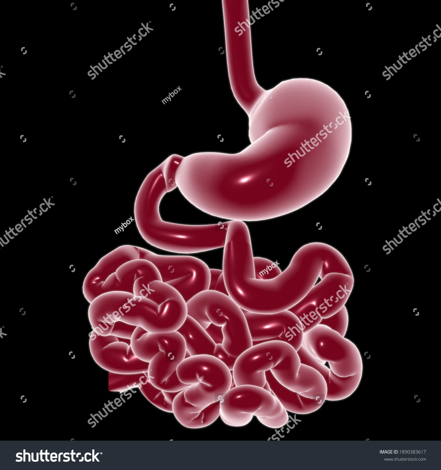 Stomach Anatomy Human Digestive System Medical Stock Illustration ...