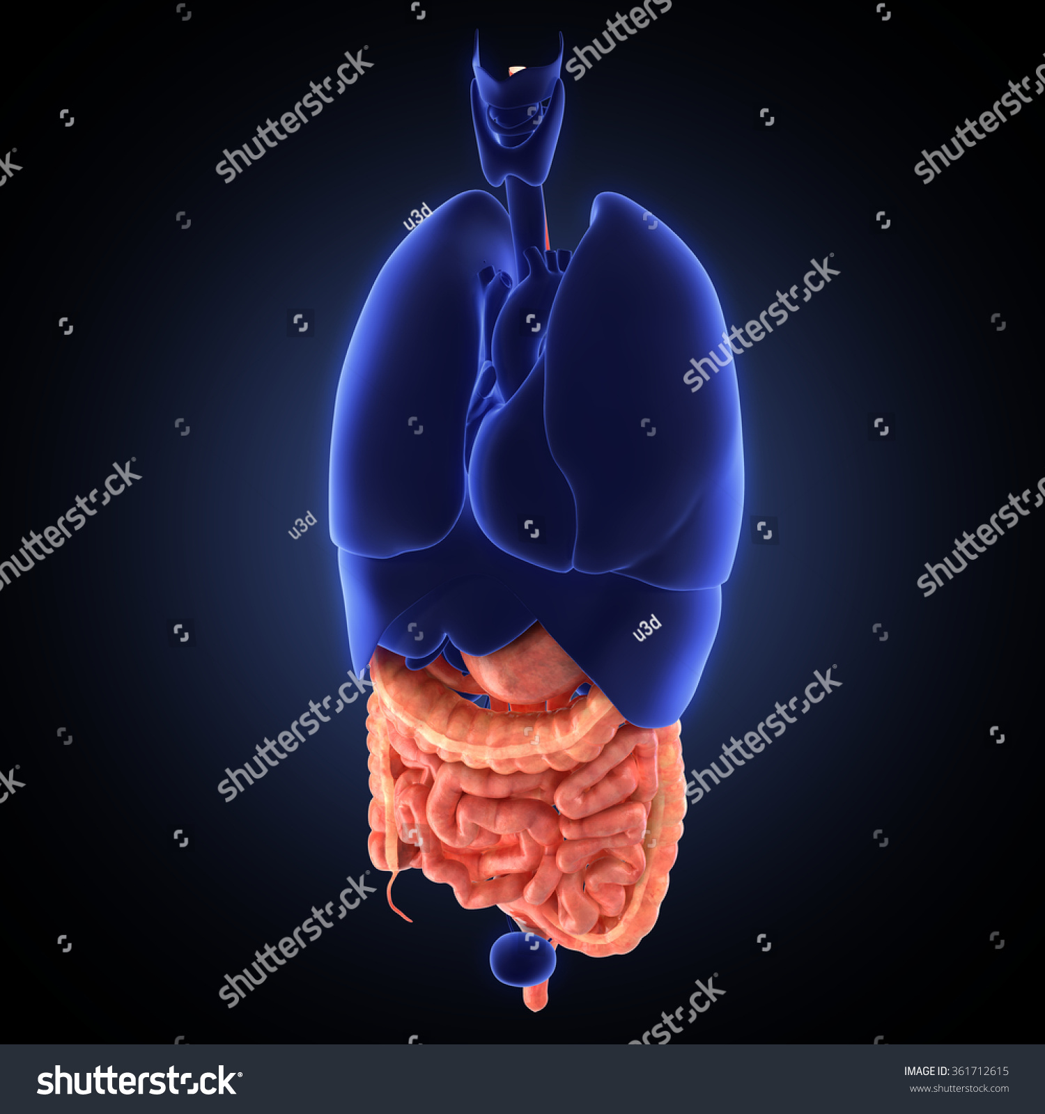 Stomach 3d Render Stock Illustration 361712615 - Shutterstock