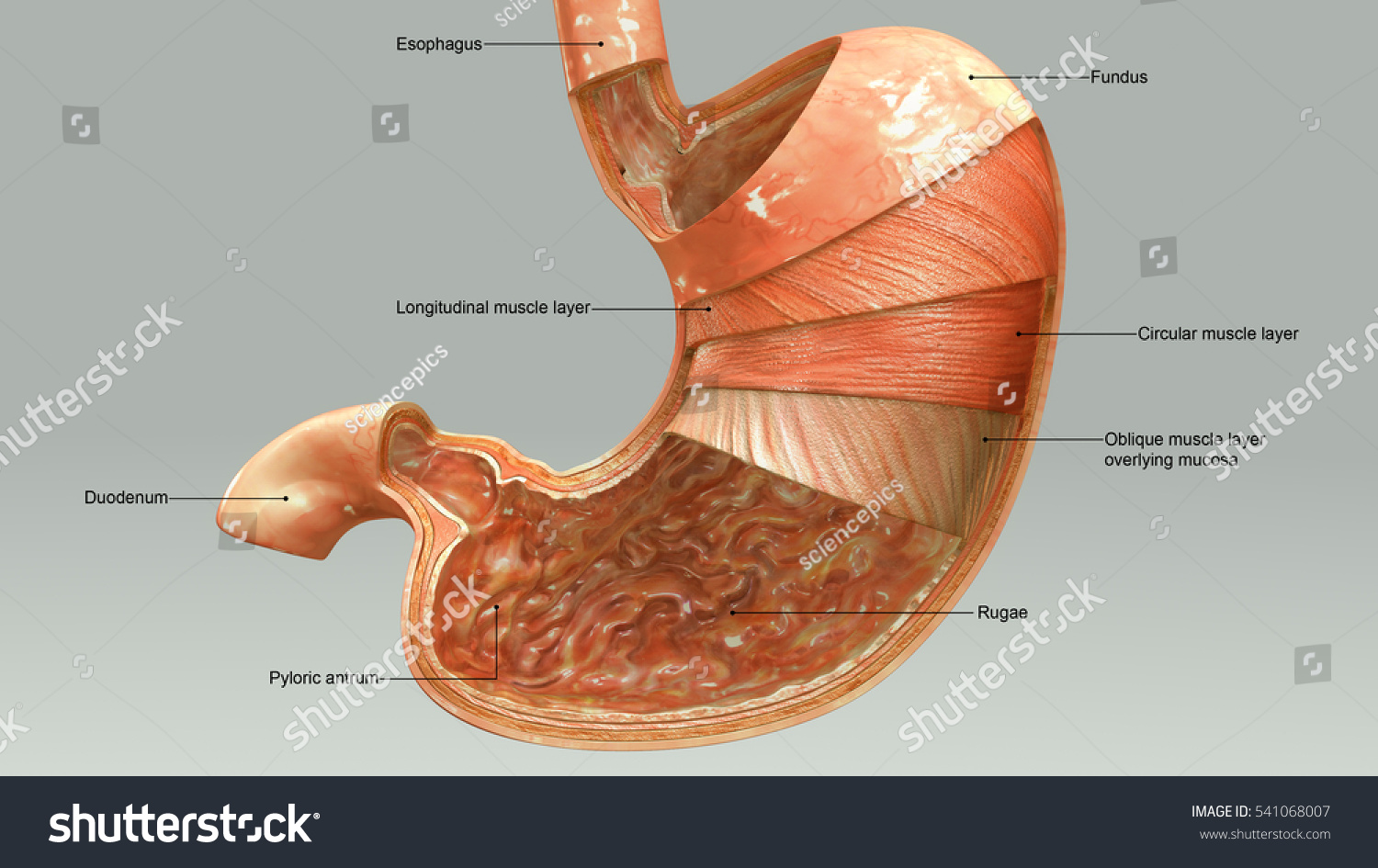 Stomach Layers 3d Illustration Stock Illustration 541068007 - Shutterstock