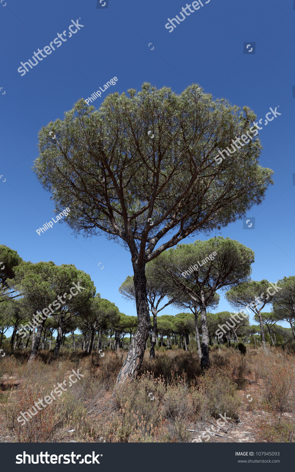 Stone Pine Trees In Donana National Park, Andalusia Spain Stock Photo ...