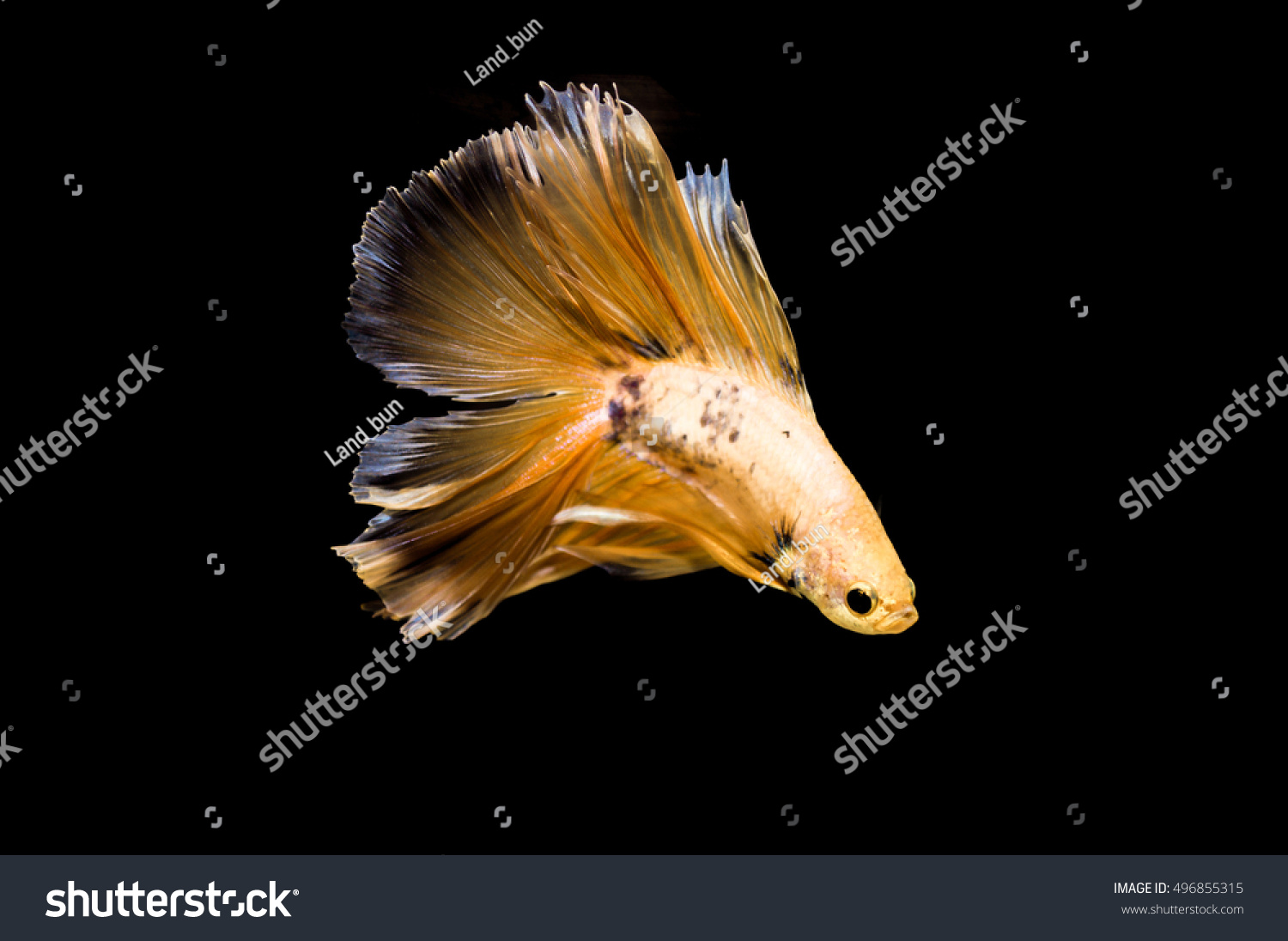 Stop Motion Beautiful Golden Siamese Fighting Stock Photo 496855315 ...