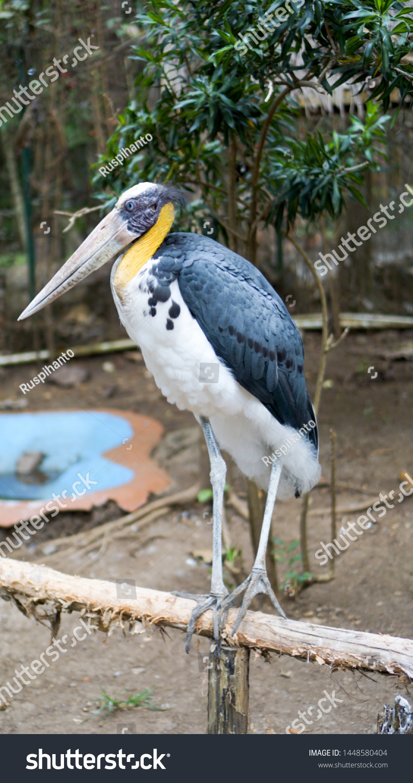 Storks Stand On Wood Storks Longlegged Stock Photo Edit Now 1448580404