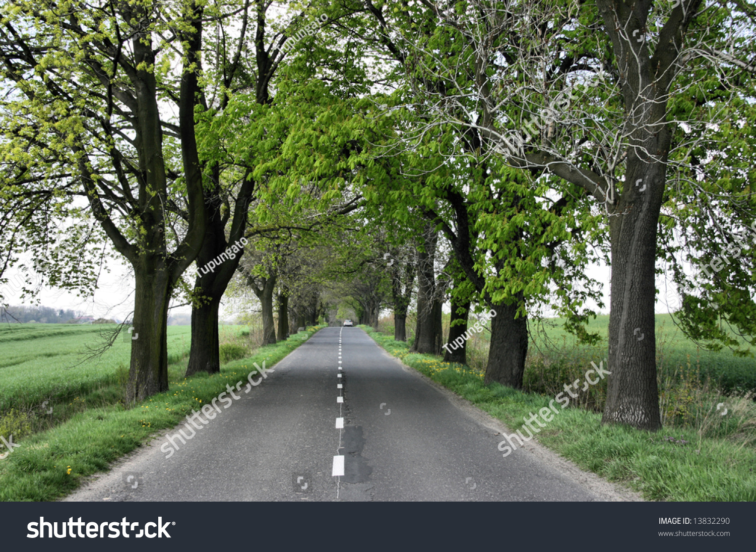Straight Road Under Trees Polish Countryside Stock Photo 13832290 ... for Straight Road With Trees
104xkb Straight Road Under Trees Polish Countryside Stock Photo 13832290 ... for Straight Road With Trees
104xkb