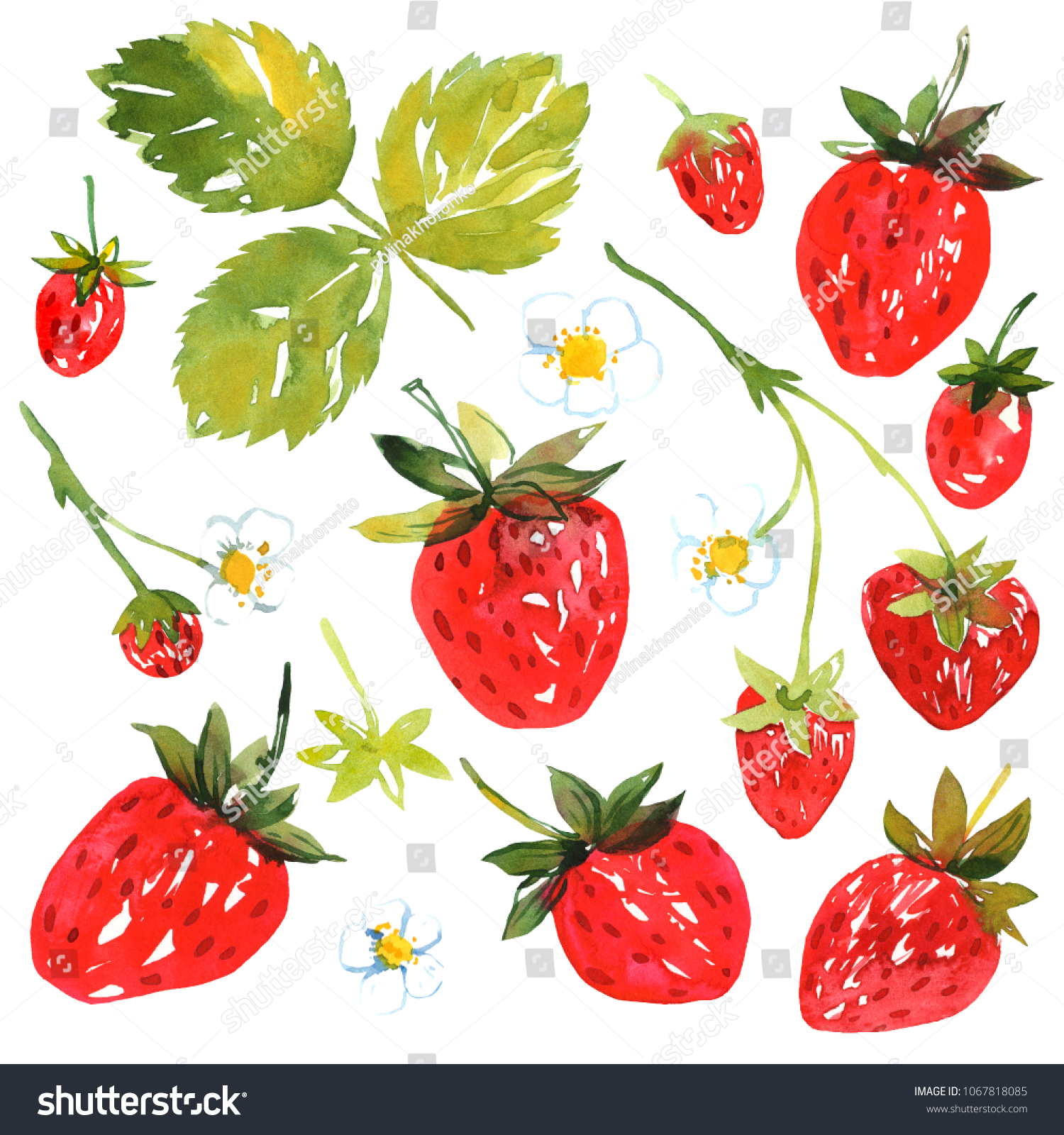 Strawberry Leaves Flowers Berries Painted Watercolor Stock Illustration ...