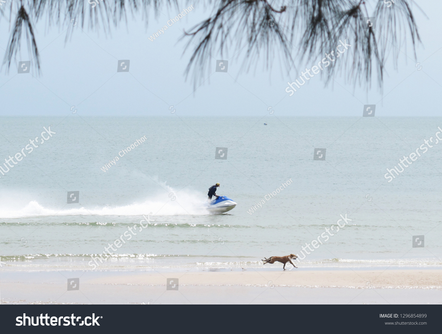 Stray Dog Running Competition Man Riding Stock Photo Edit Now