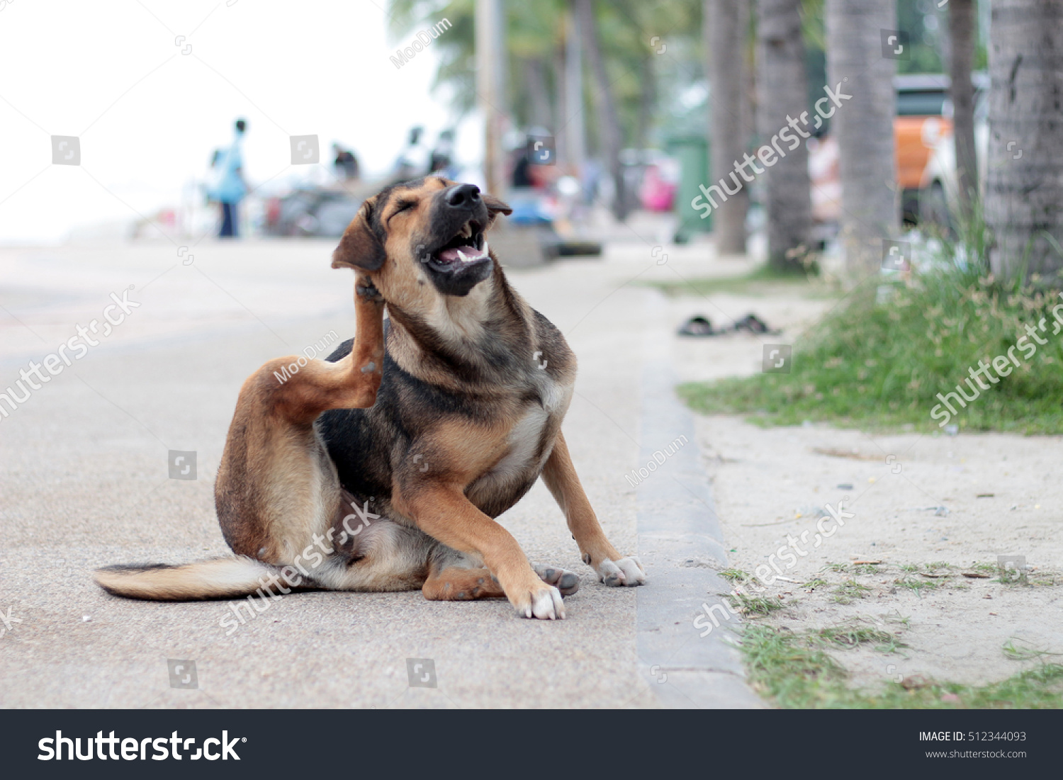 stray dog soft