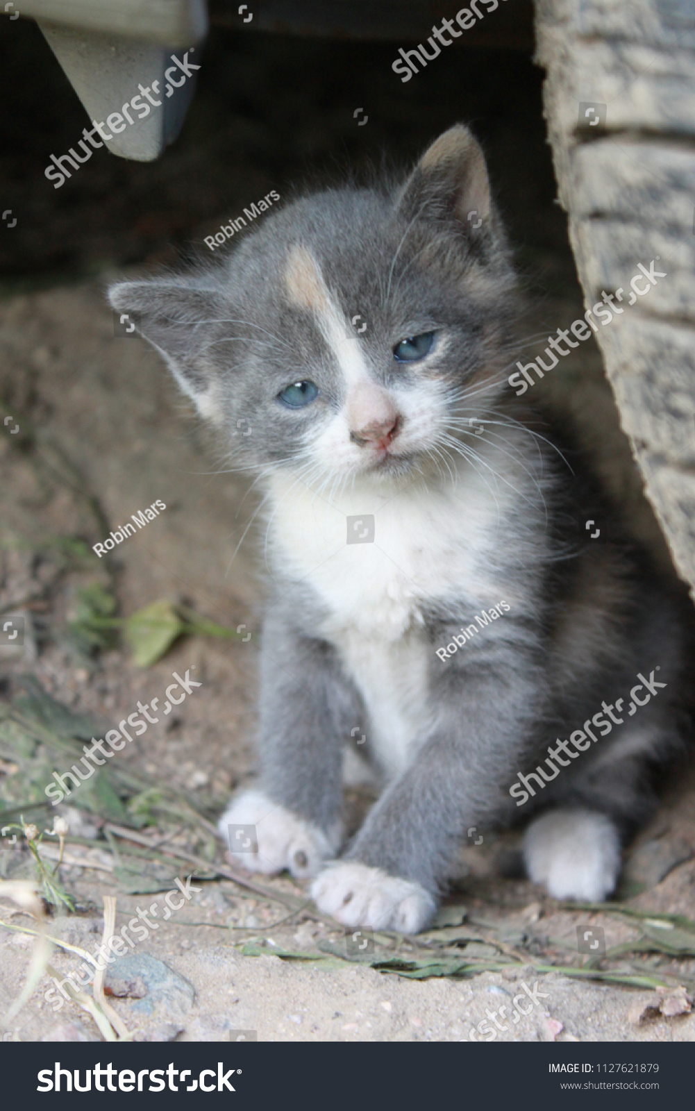 Stray Grey Kitten White Fur On Stock Photo Edit Now 1127621879