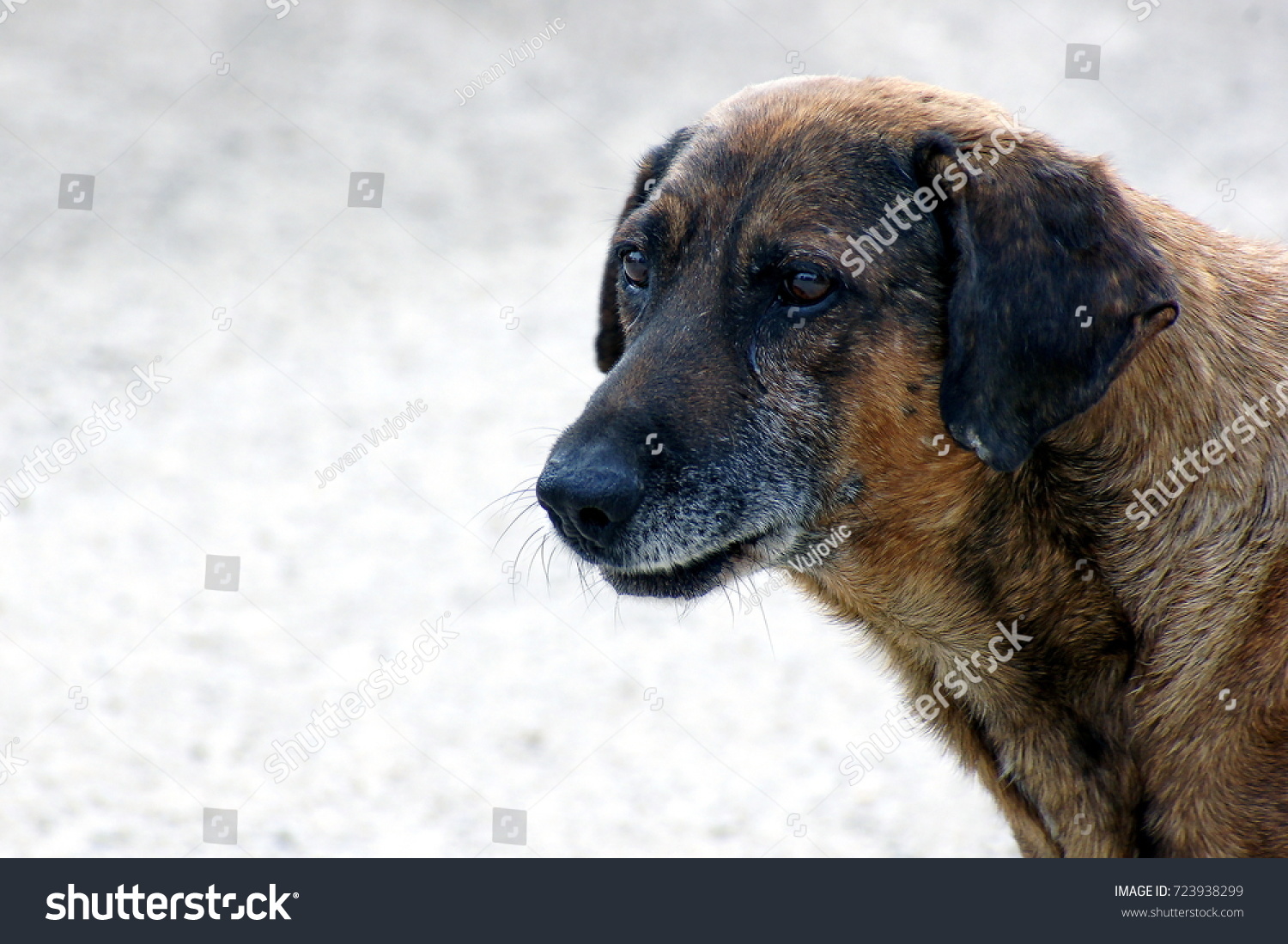 does the estrela mountain dog have rabies