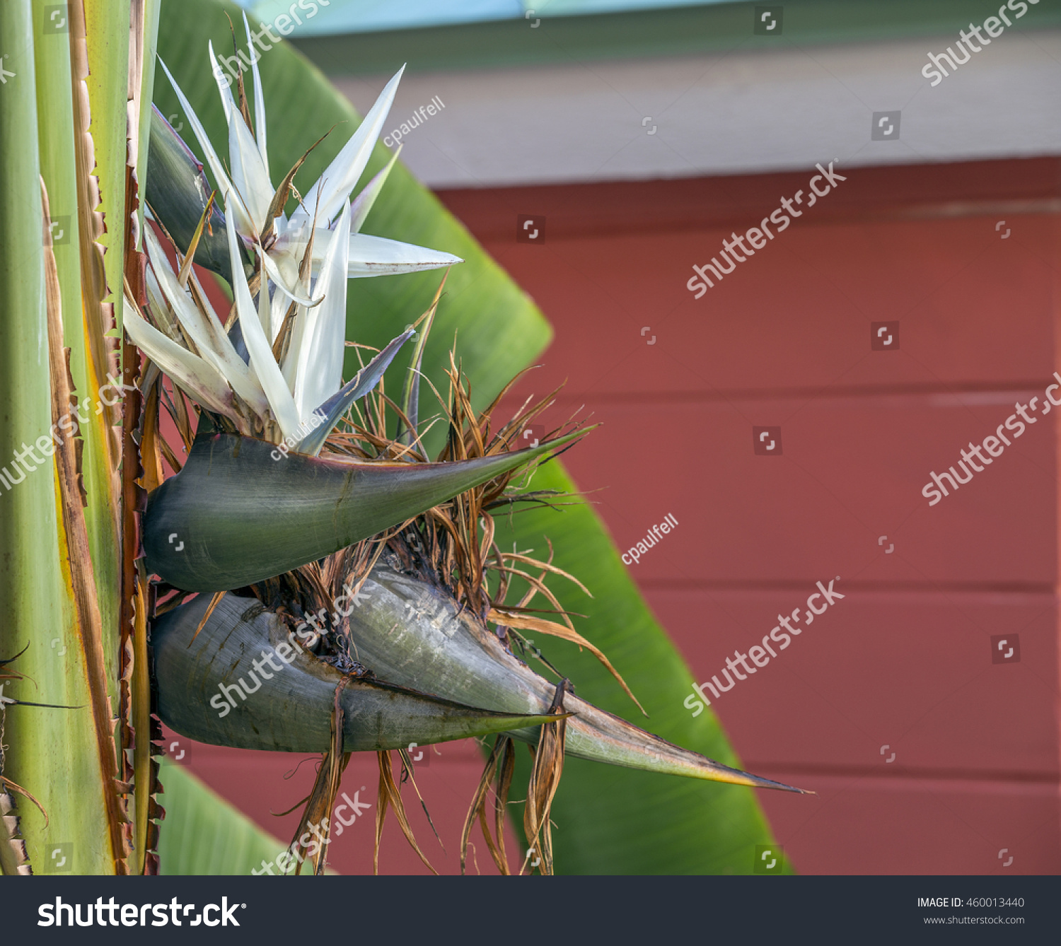 Strelitzia Nicolai Giant White Bird Paradise Stock Photo 460013440