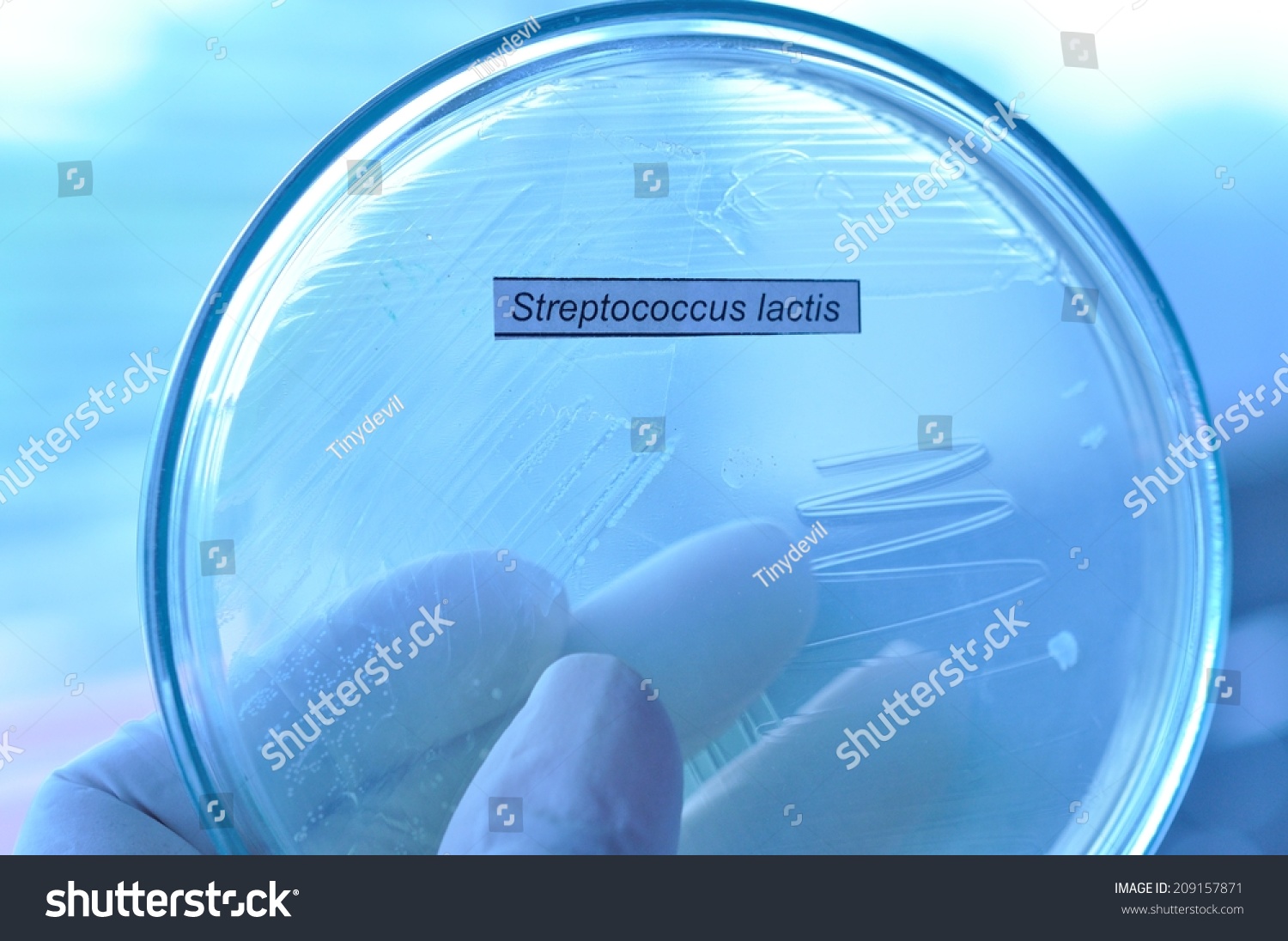 Streptococcus lactis