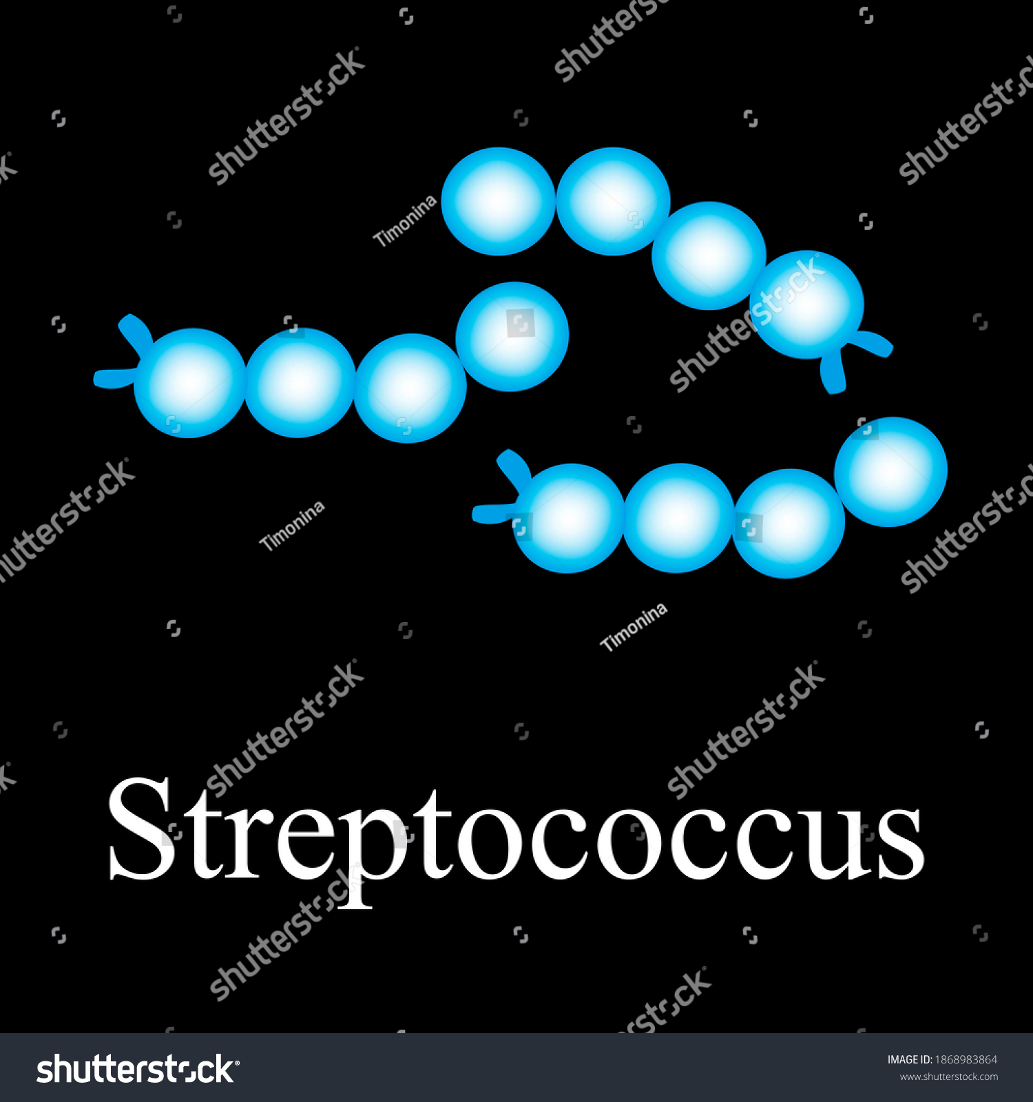 Streptococcus Structure Bacteria Streptococcus Infographics ...