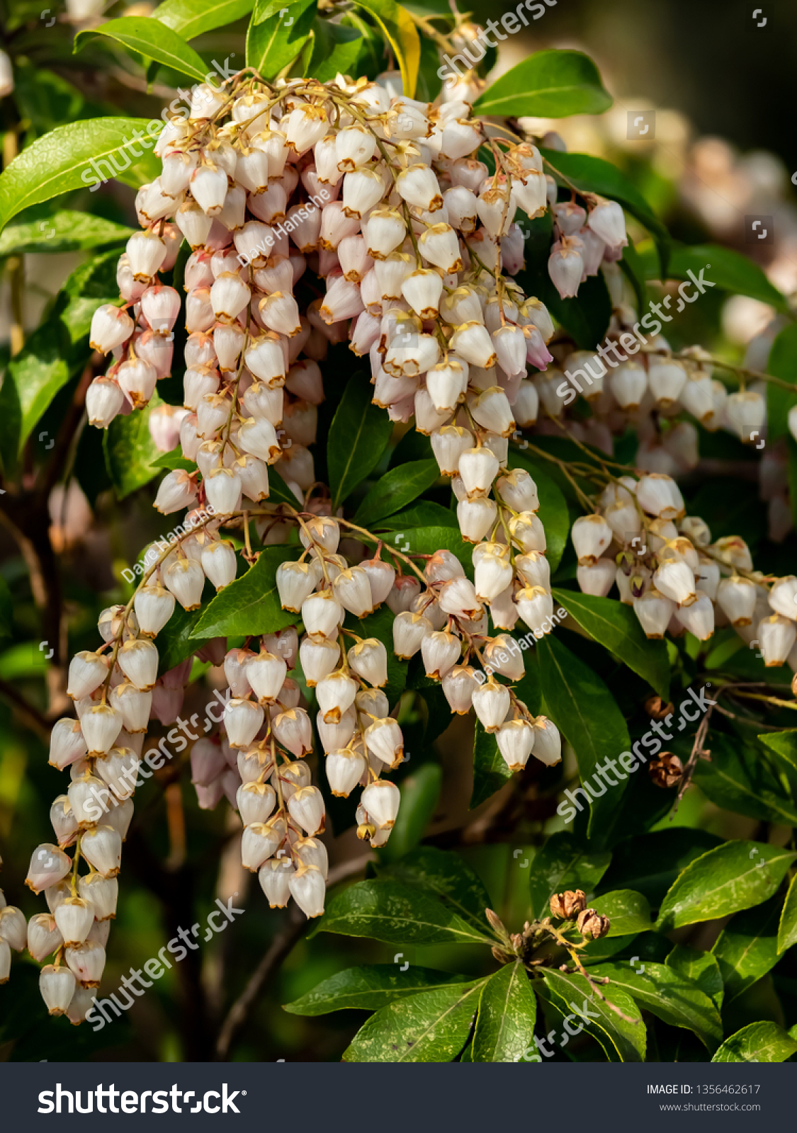 Strings Tiny Japanese Andromeda Flowers Hang Stock Photo Edit Now