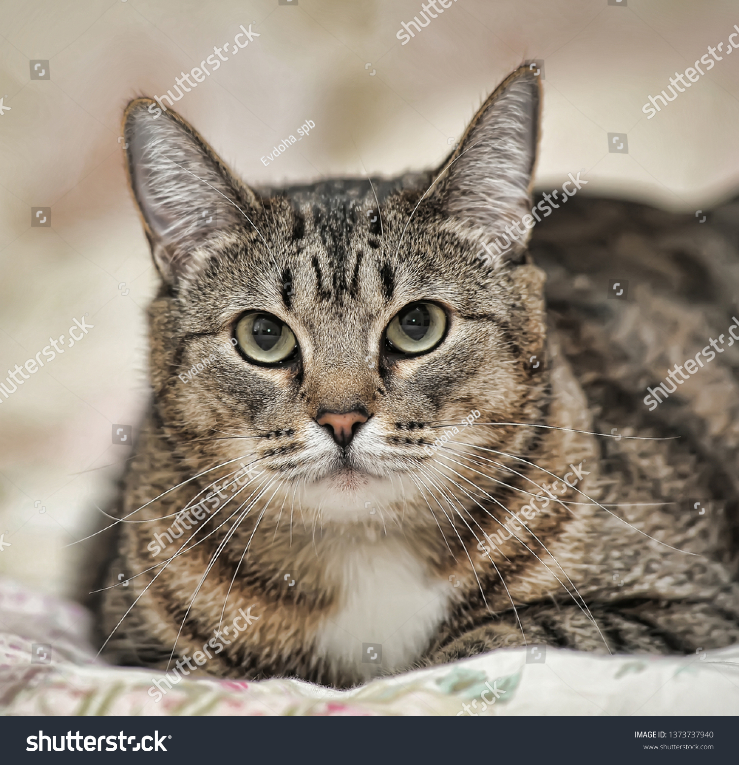 Striped Cat European Shorthaired Portrait Stock Photo Edit Now