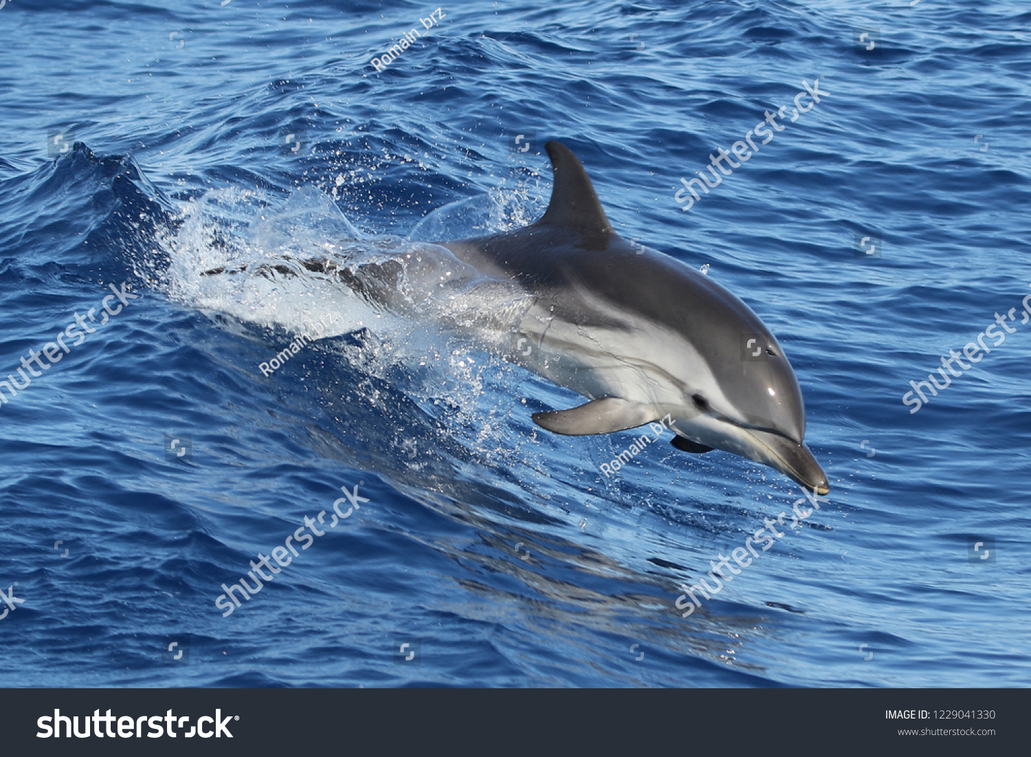 Striped Dolphin Stenella Coeruleoalba Stock Photo 1229041330 | Shutterstock