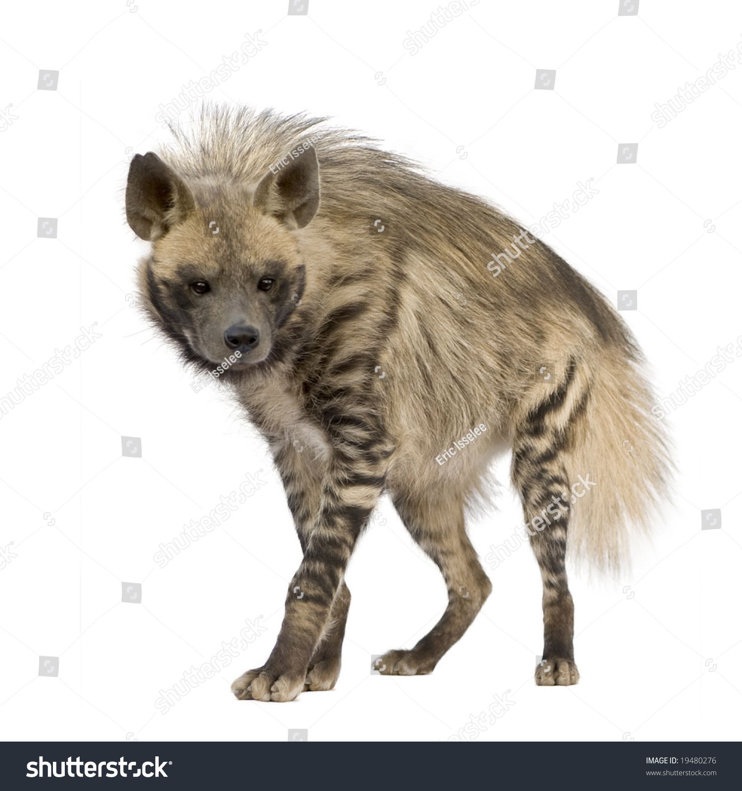 Striped Hyena Front White Background Stock Photo 19480276 - Shutterstock