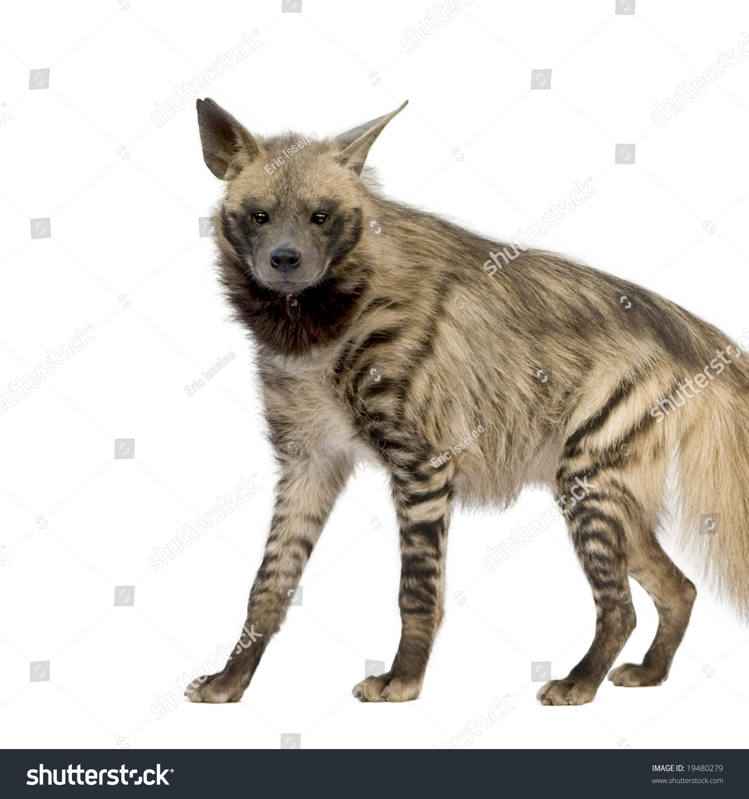 Striped Hyena In Front Of A White Background Stock Photo 19480279 ...