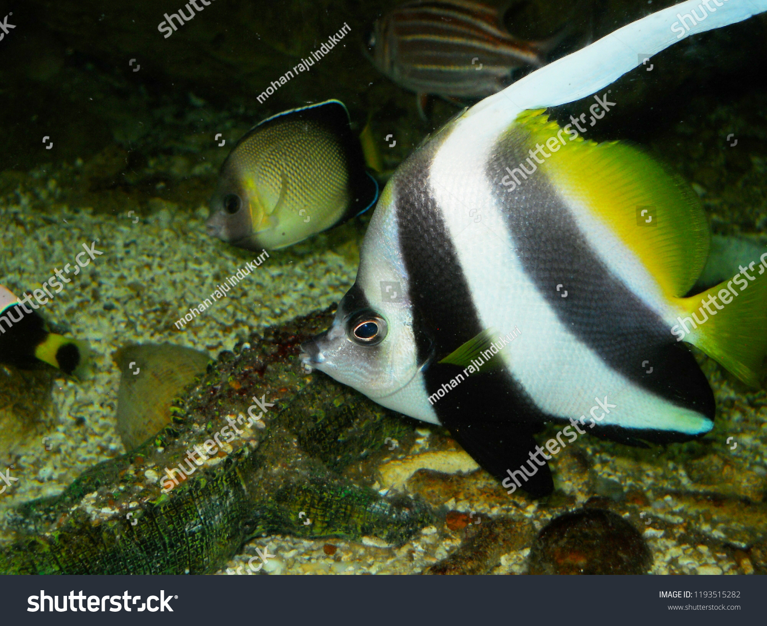 Striped Marine Butterflyfish Black White Vertical Stock Photo