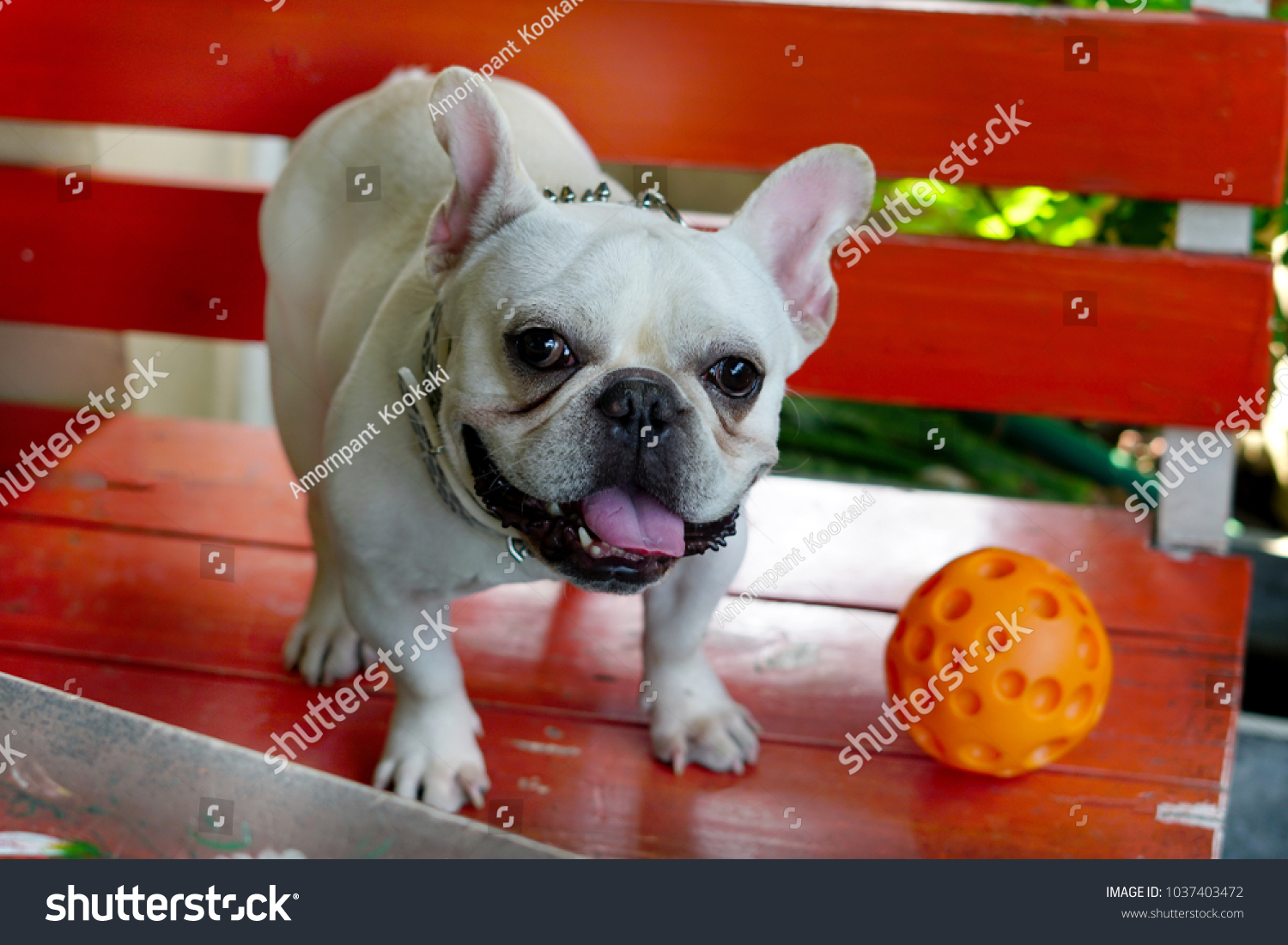 french bulldog orange