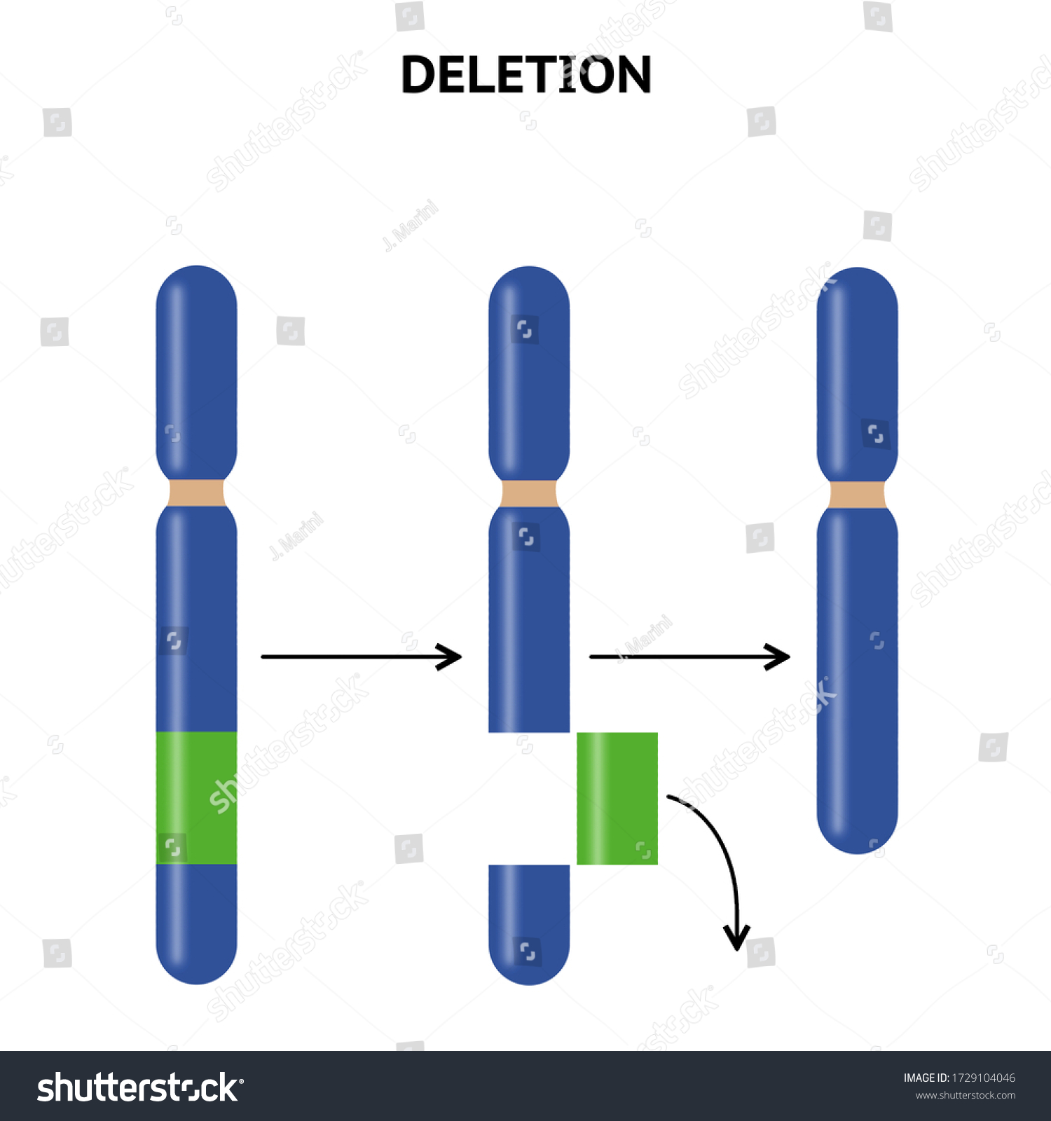 Structural Change Structure Chromosomes Deletion Chromosomal ภาพประกอบ