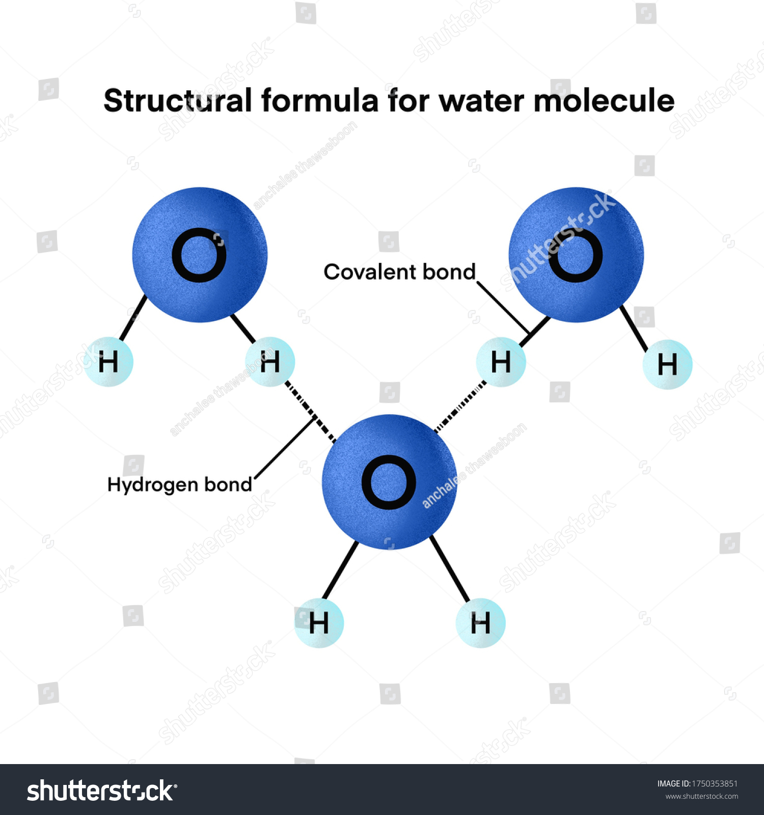 Structural Formula Water Molecule Hydrogen Bond 1750353851