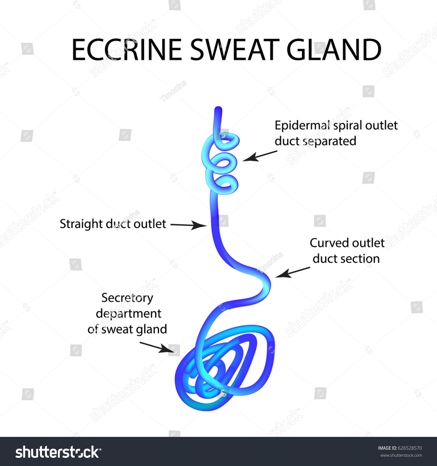 structure eccrine sweat gland infographics illustration stock