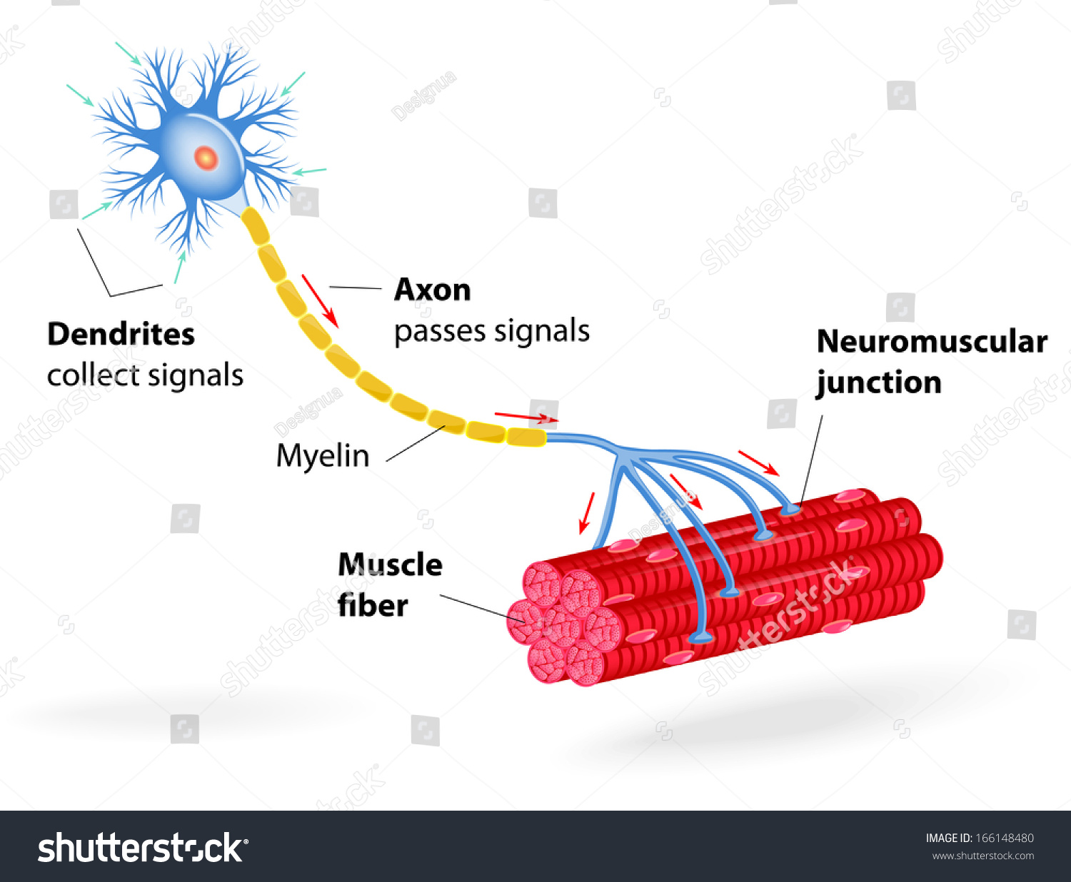 Structure Motor Neuron. Include Dendrites, Cell Body With Nucleus, Axon ...